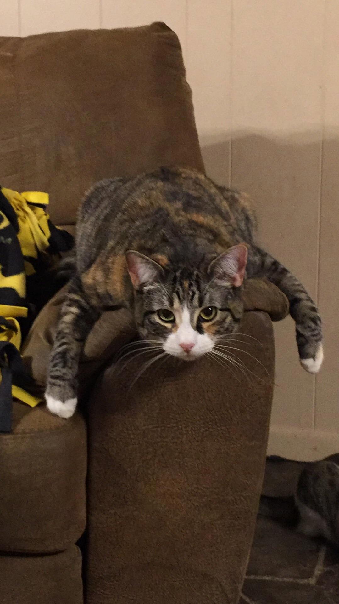 My Cat Likes to Rest Like a Lazy Human.