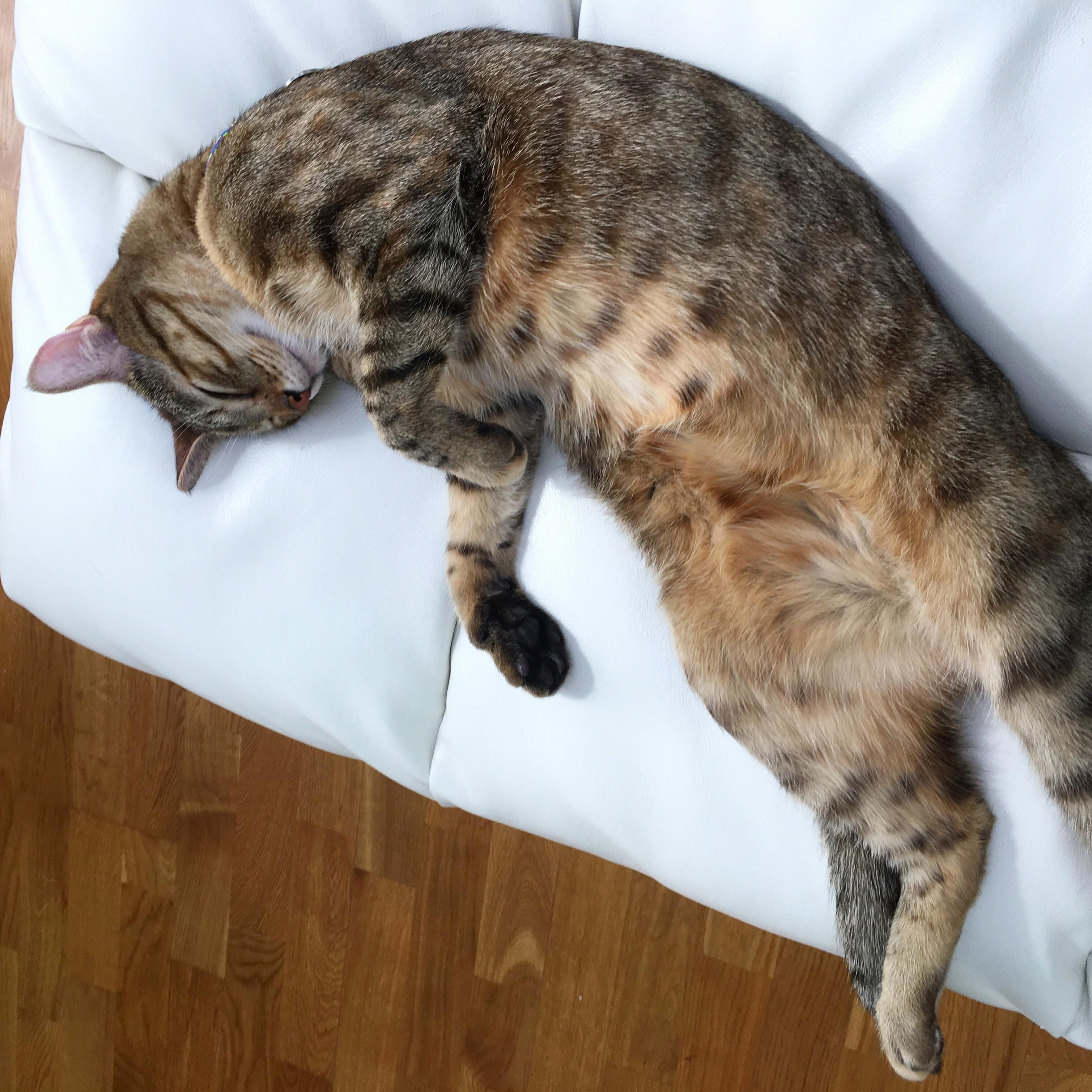 My Cat Likes to Sleep on Her Back with Her Arms Out Like a Zombie