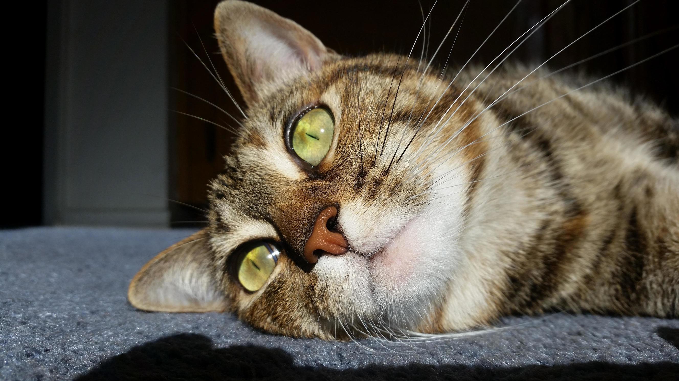 My Cat Looking at the Sun