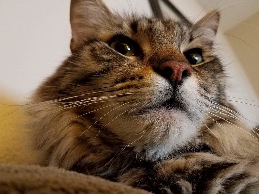 My Cat Loving Girlfriend Cant Own a Cat Until We Move Out. Were House Sitting for Her Brother and He Didnt Tell Her This Guy Would Be Here.