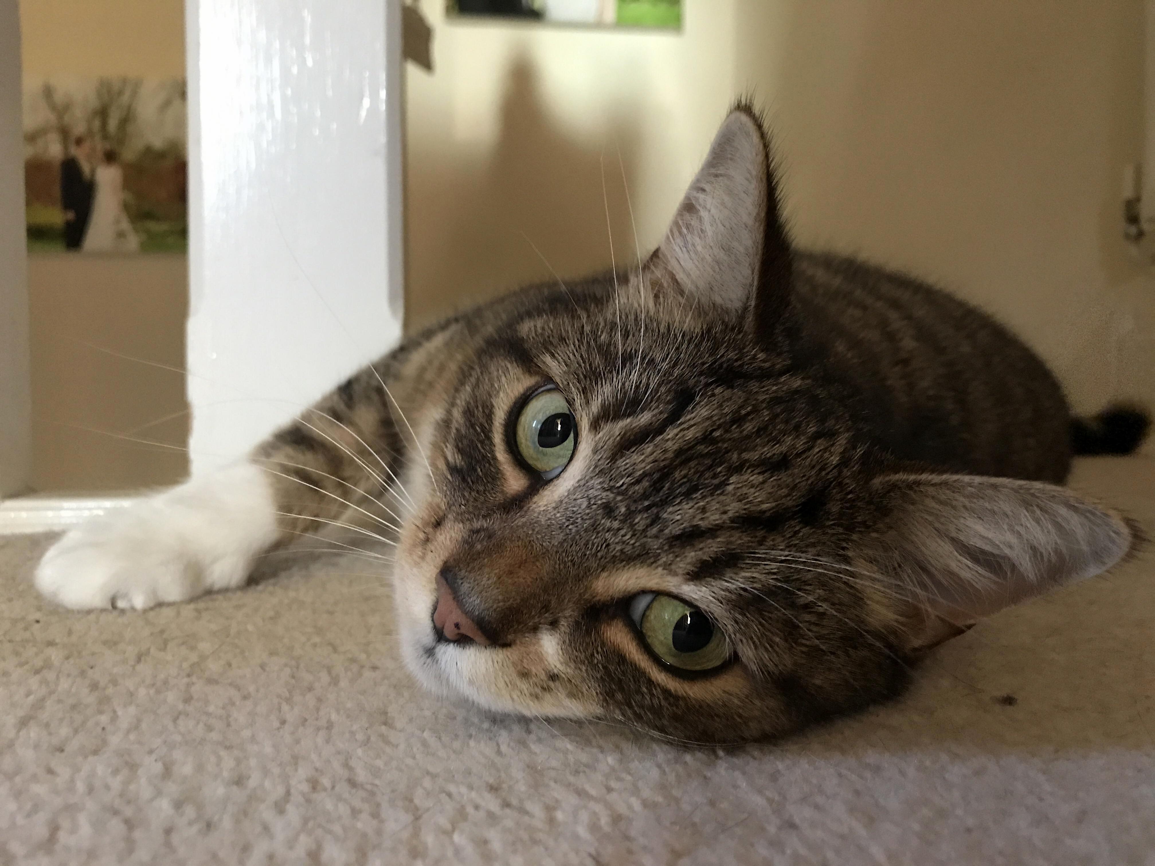 My Cat Nigel