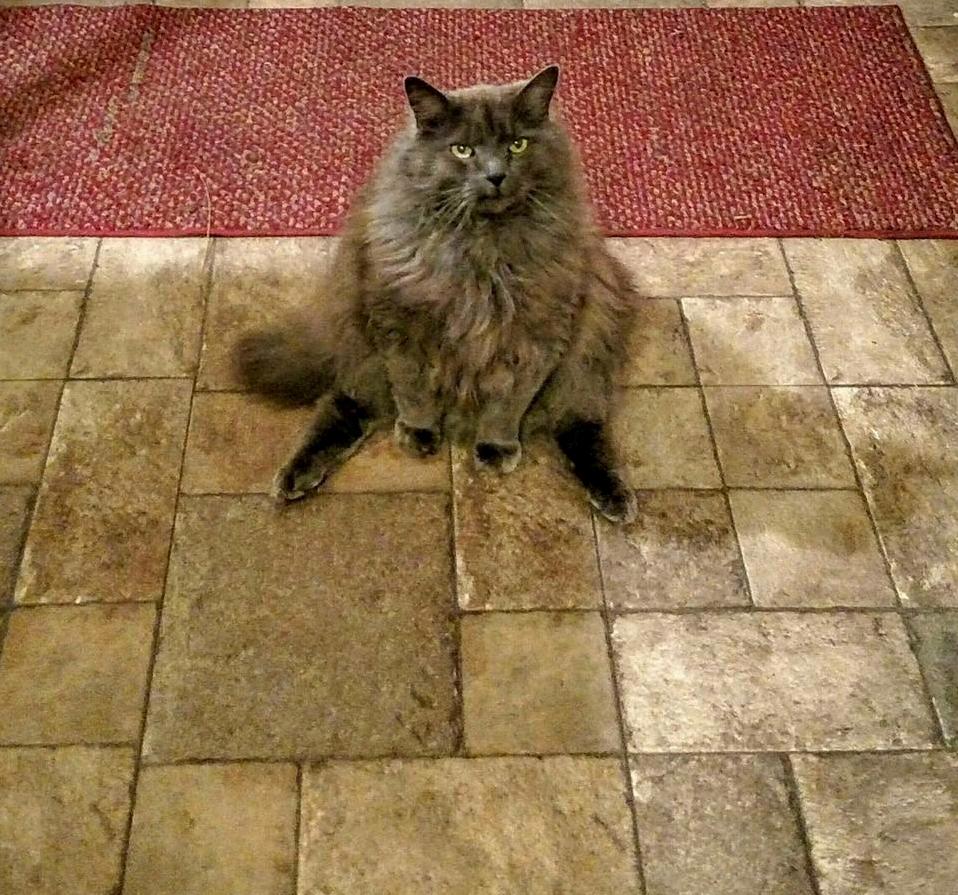 My Cat Sits Like a Person Sometimes.