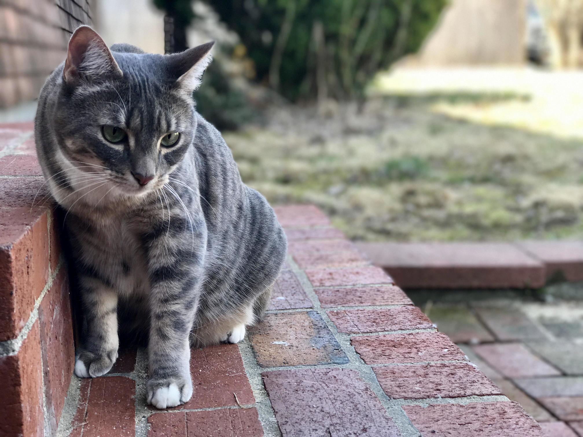 My Cat.