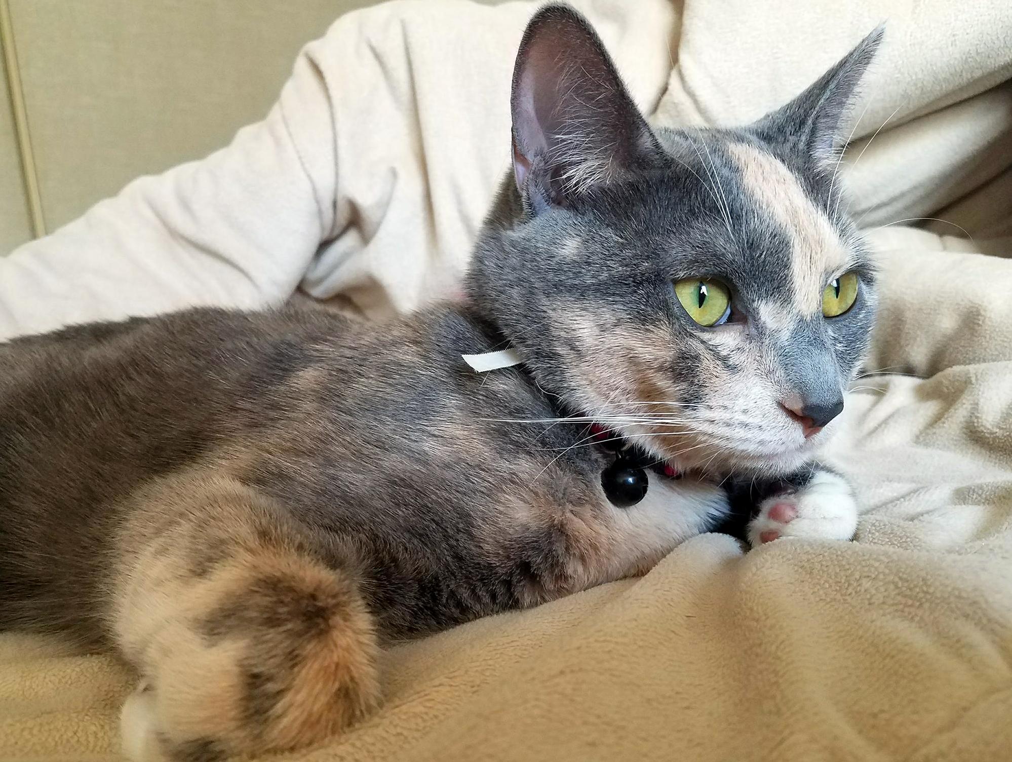 My Cats Eyes Are One of the Prettiest Shades of Green I Have Seen.