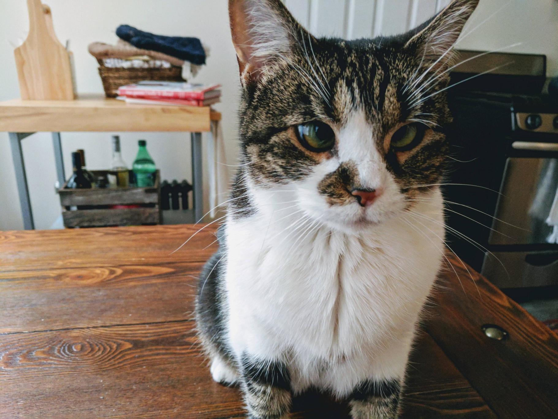 My Co-workers Adorable Cross-eyed Kitty Ruby