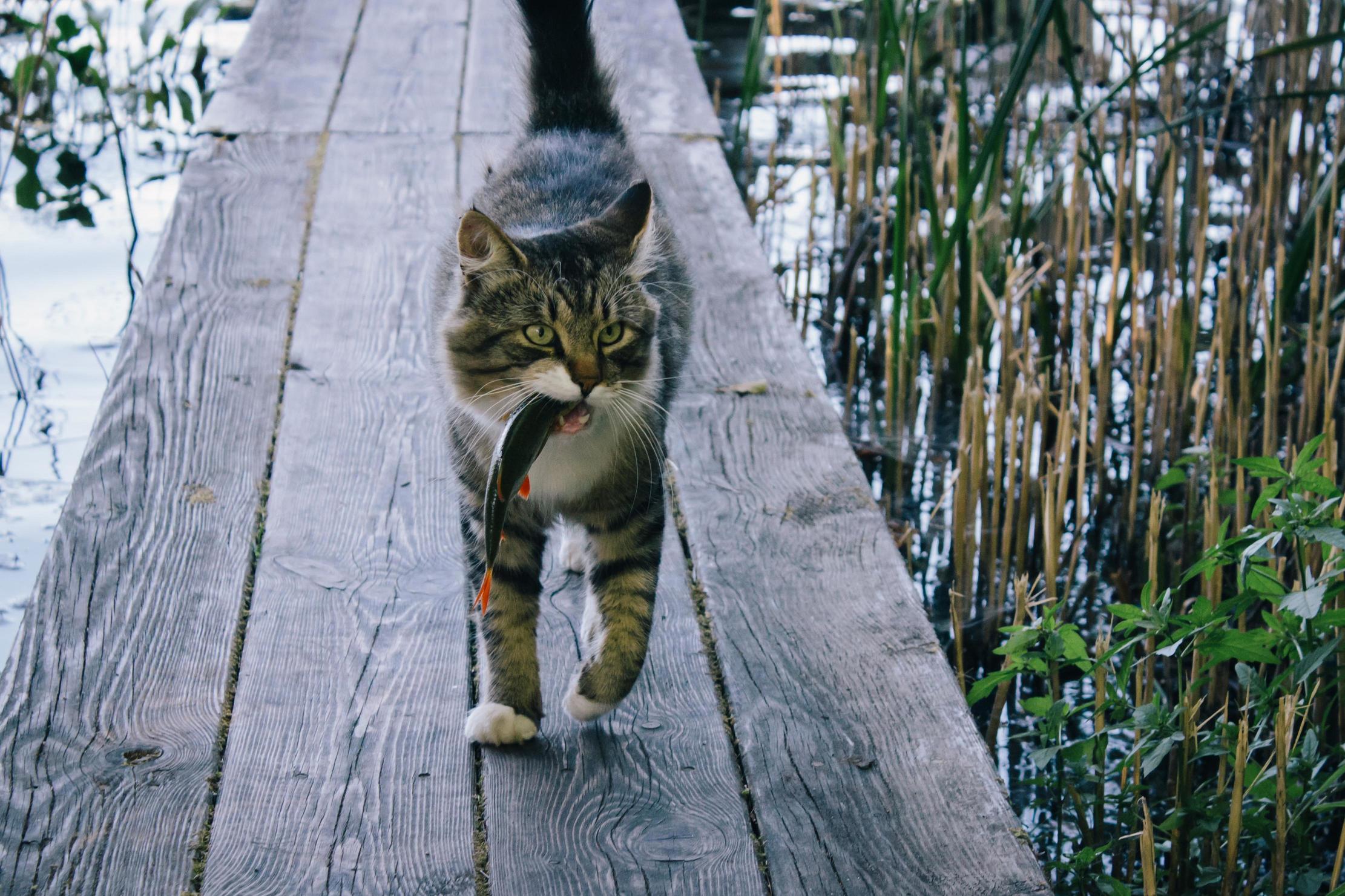 My Dad Gave This Little Guy a Fish He Had Caught Luckily I Had My Camera