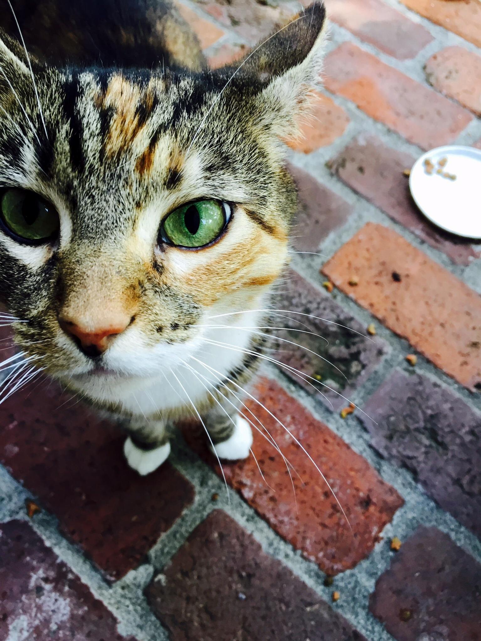 My Favorite Picture of My Pretty Kitty 3