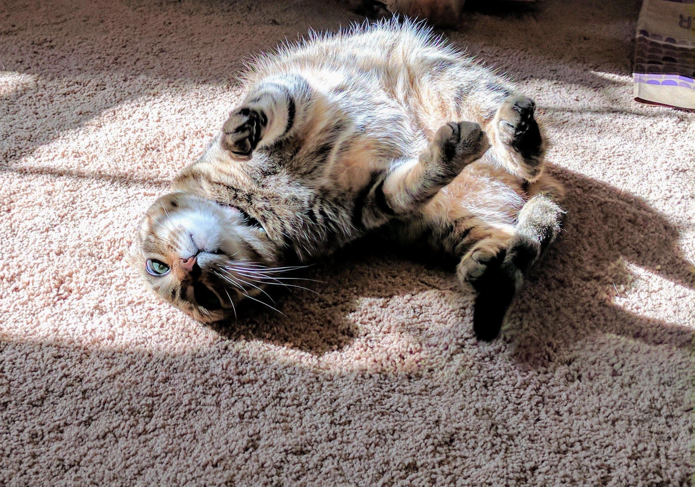 My Fianc Snapped This Photo of My Cat Today