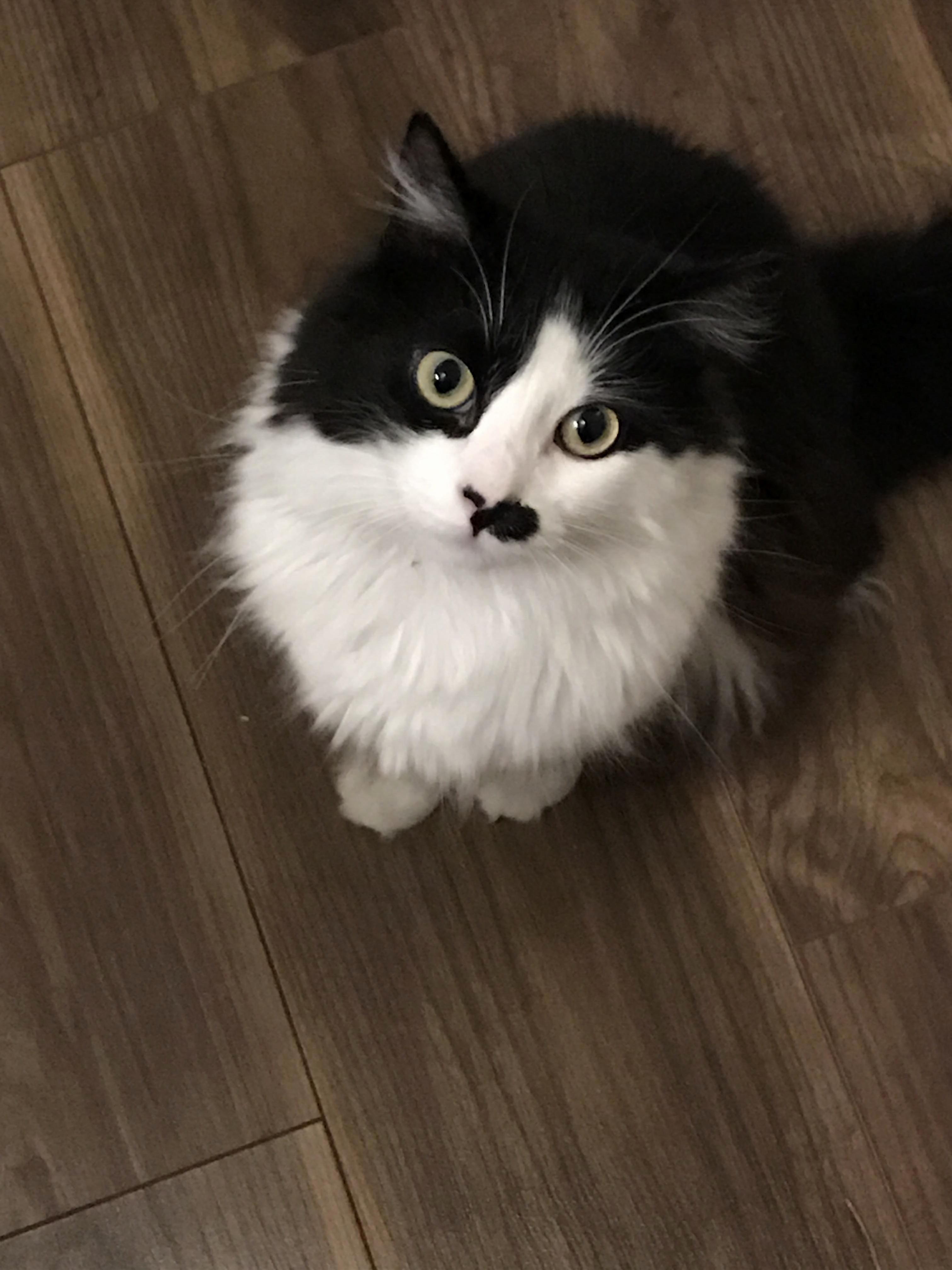 My Floof Bob