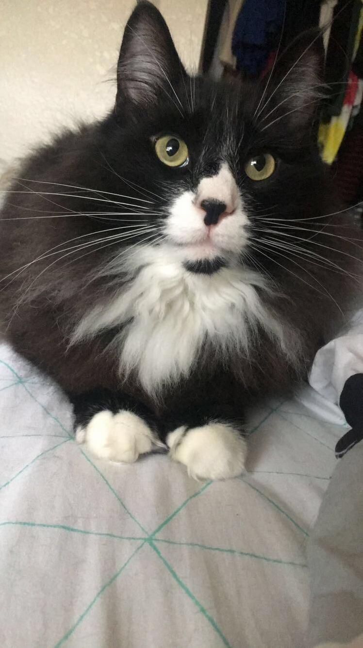 My Fluffy Mittens.