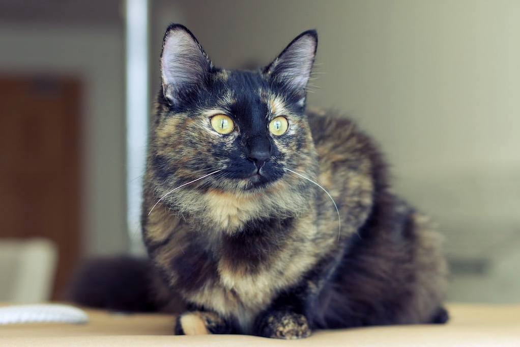 My Foster Kitty