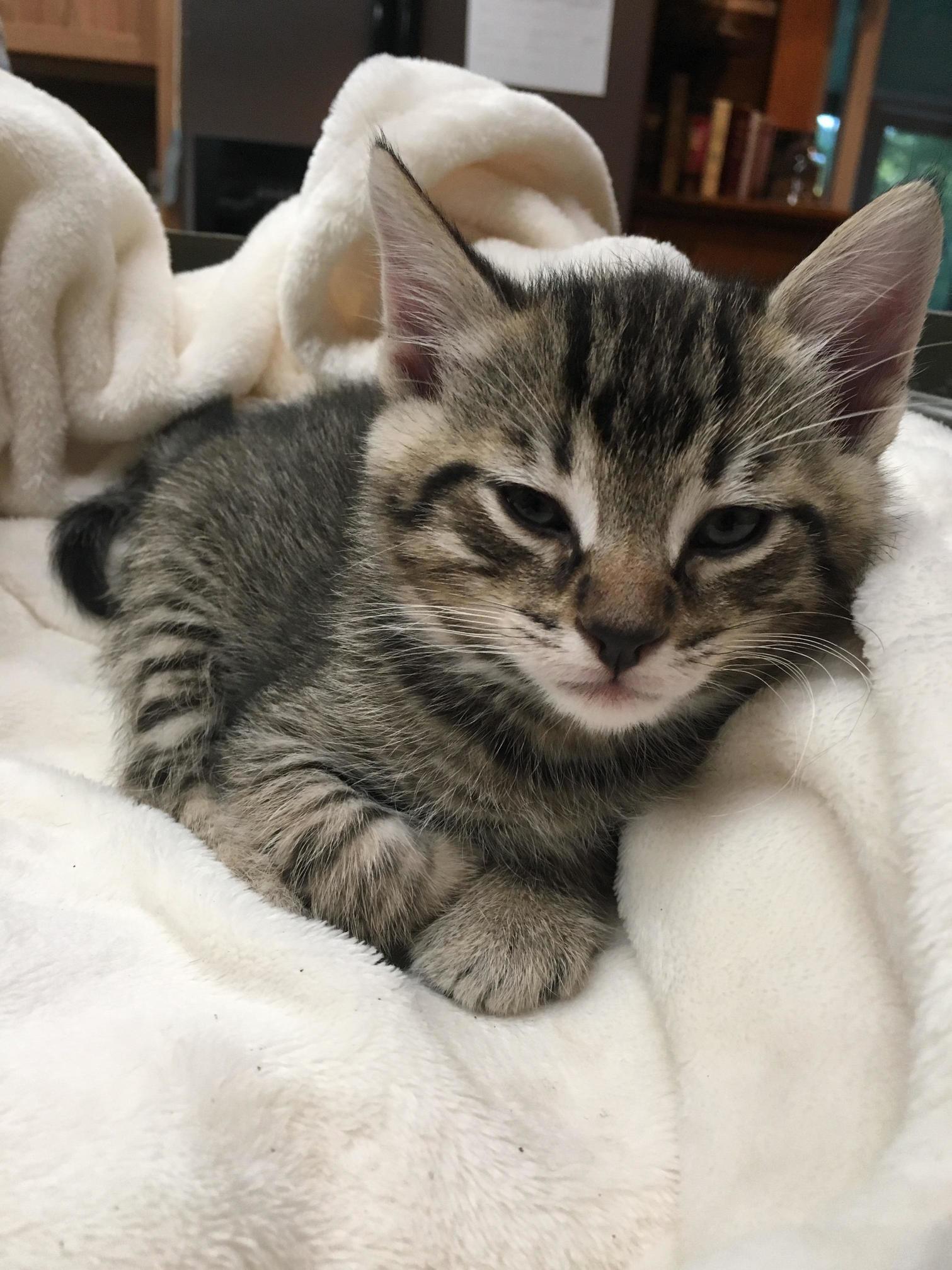 My Friend Got a New Kitten. Meet Samwise