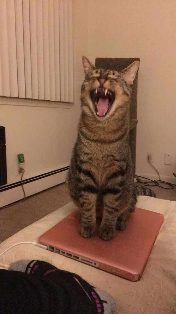 My Friends Adorable Kitten Looking Absolutely Ferocious