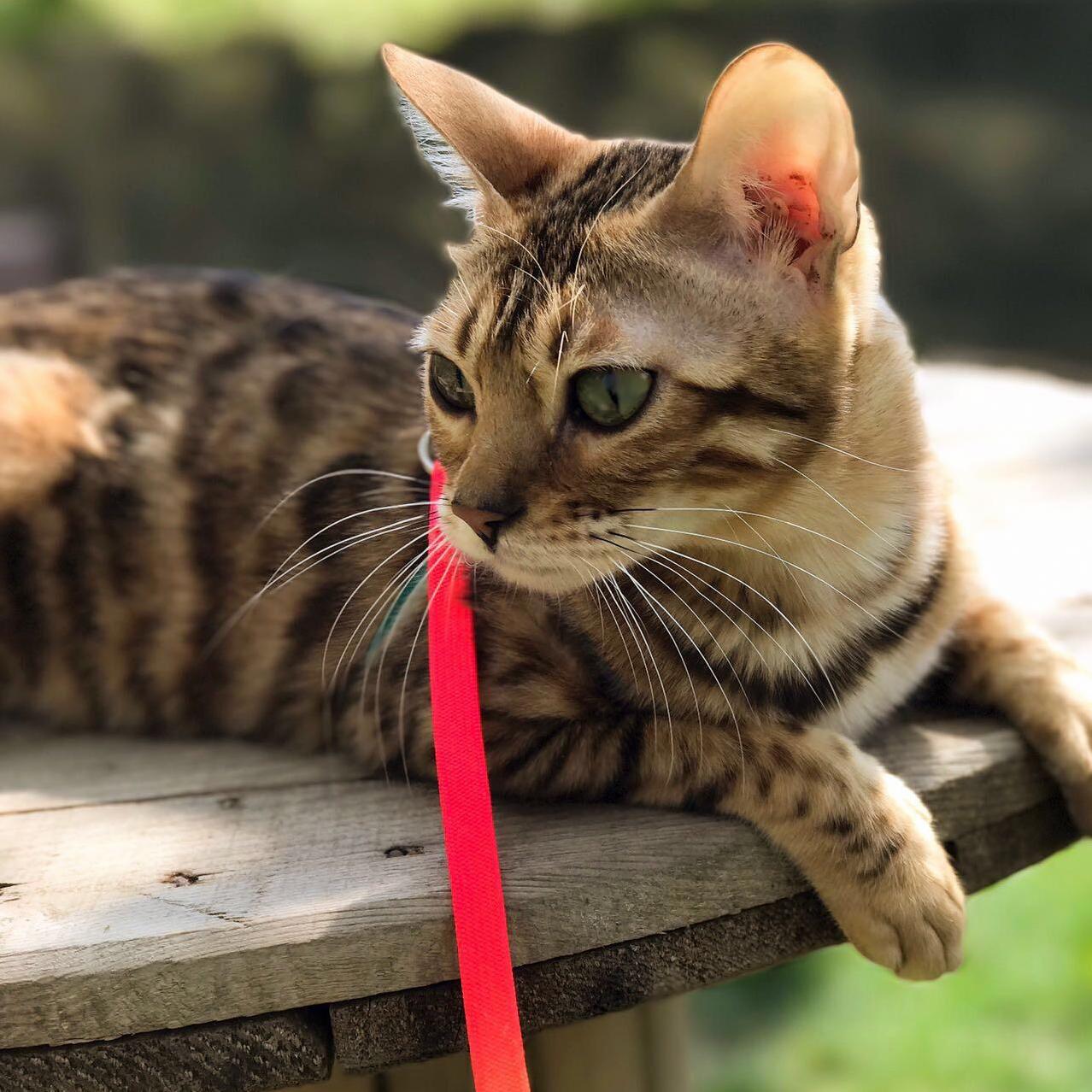 My Friends Bengals First Time Outside