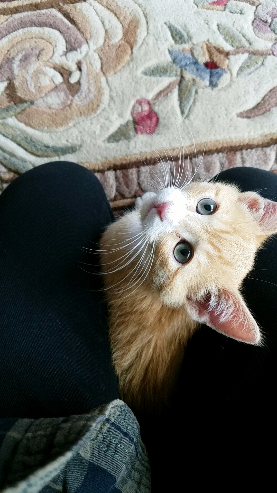 My Friends New Kitten Thomas