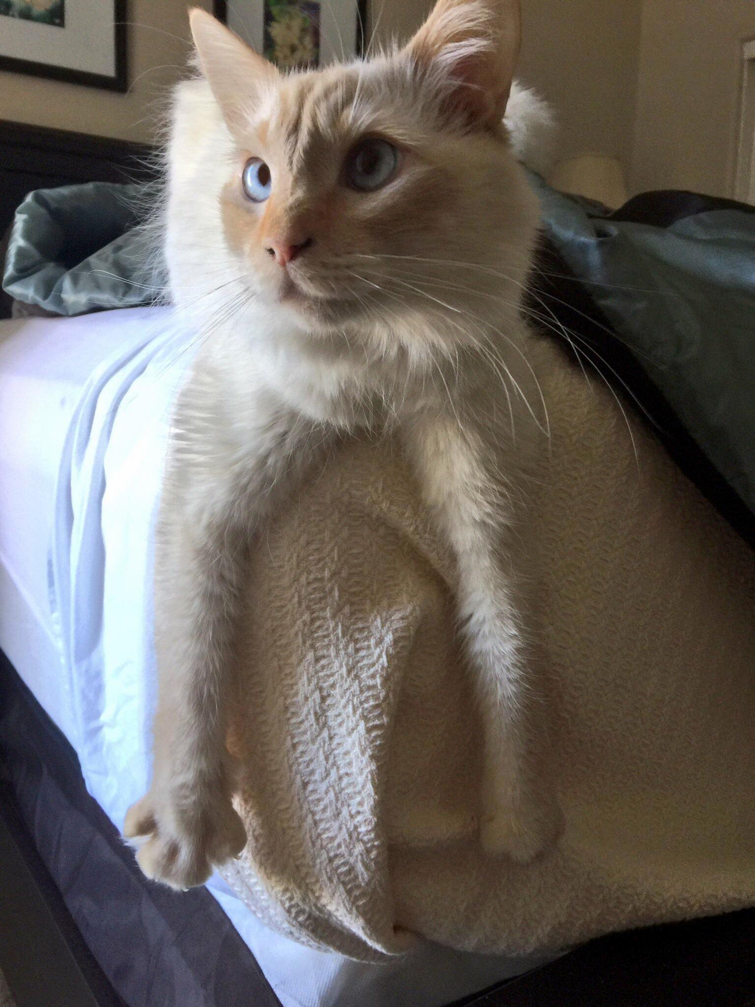 My Fur Baby His Name Is Blu He Is a Siamese Flame Point.