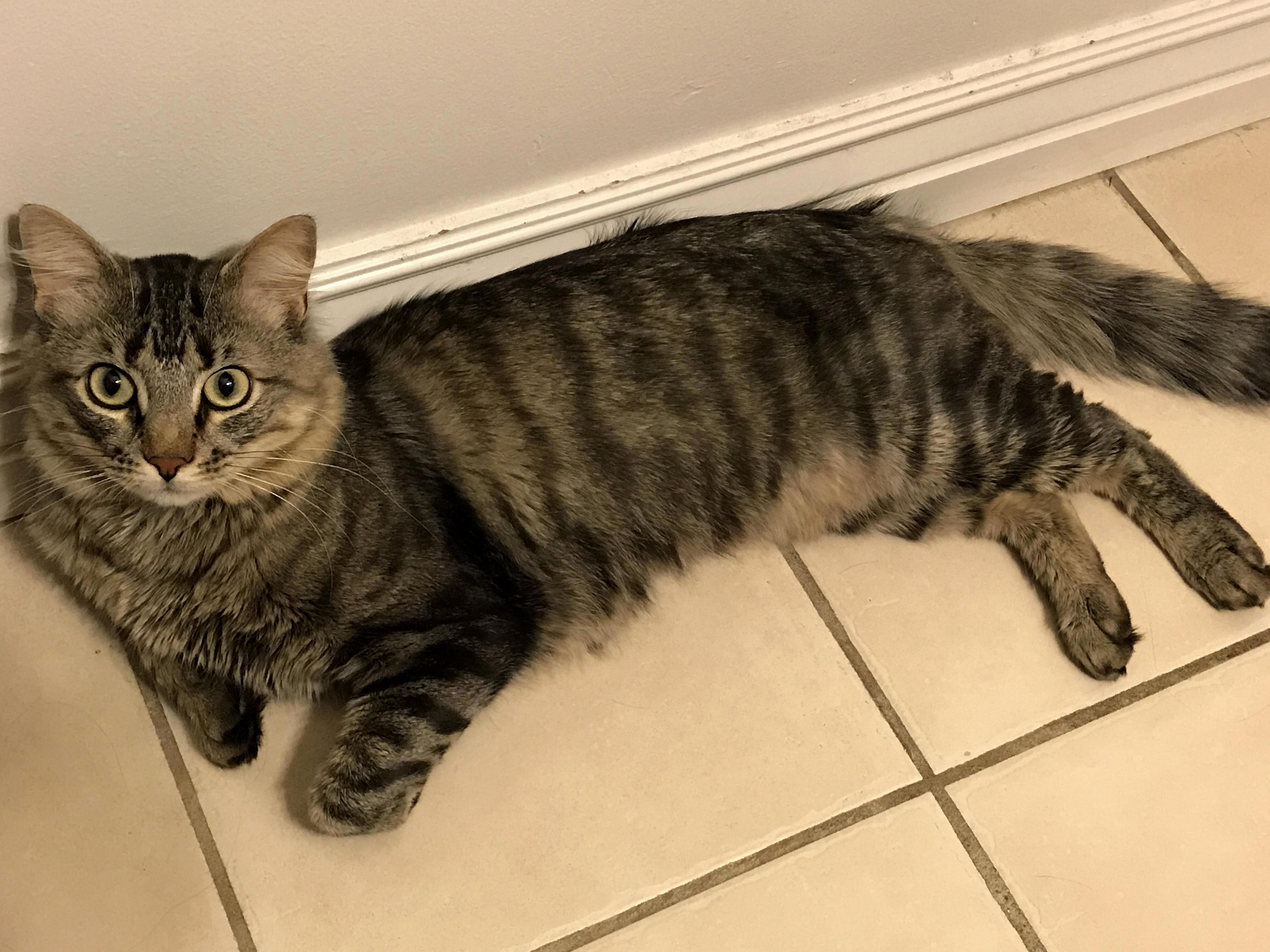 My Furry Little Shithead
