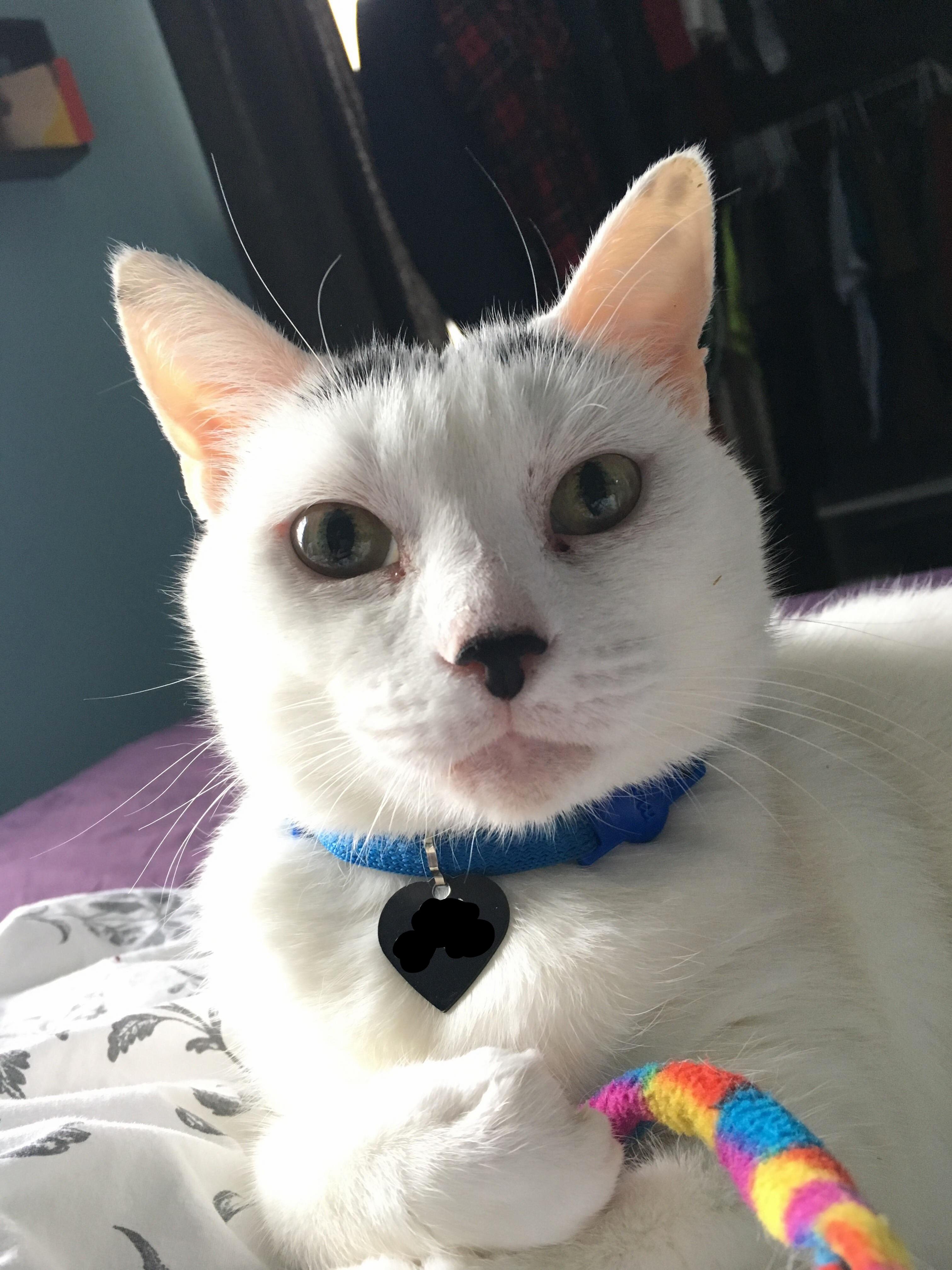 My Gf and I Adopted Our First Cat a 9yr Old Cuddle Bunny Named Roxy Cocaine. Shes a Bit Skittish but She Purrs Like a Jet Engine and Cuddles Into Your Neck Whenever You Hold Her.