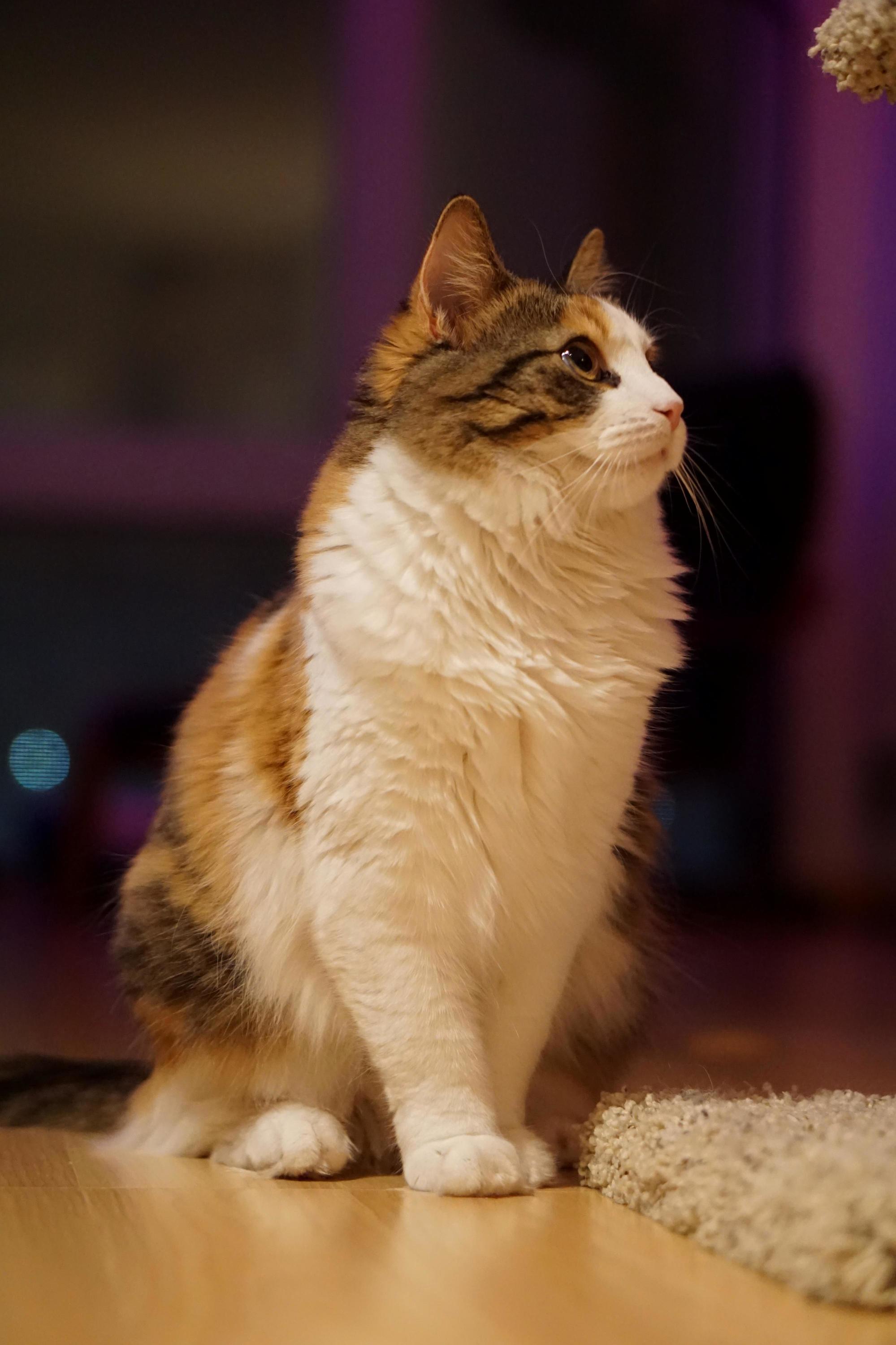 My Girl Freyja. She Just Turned One Two Weeks Back