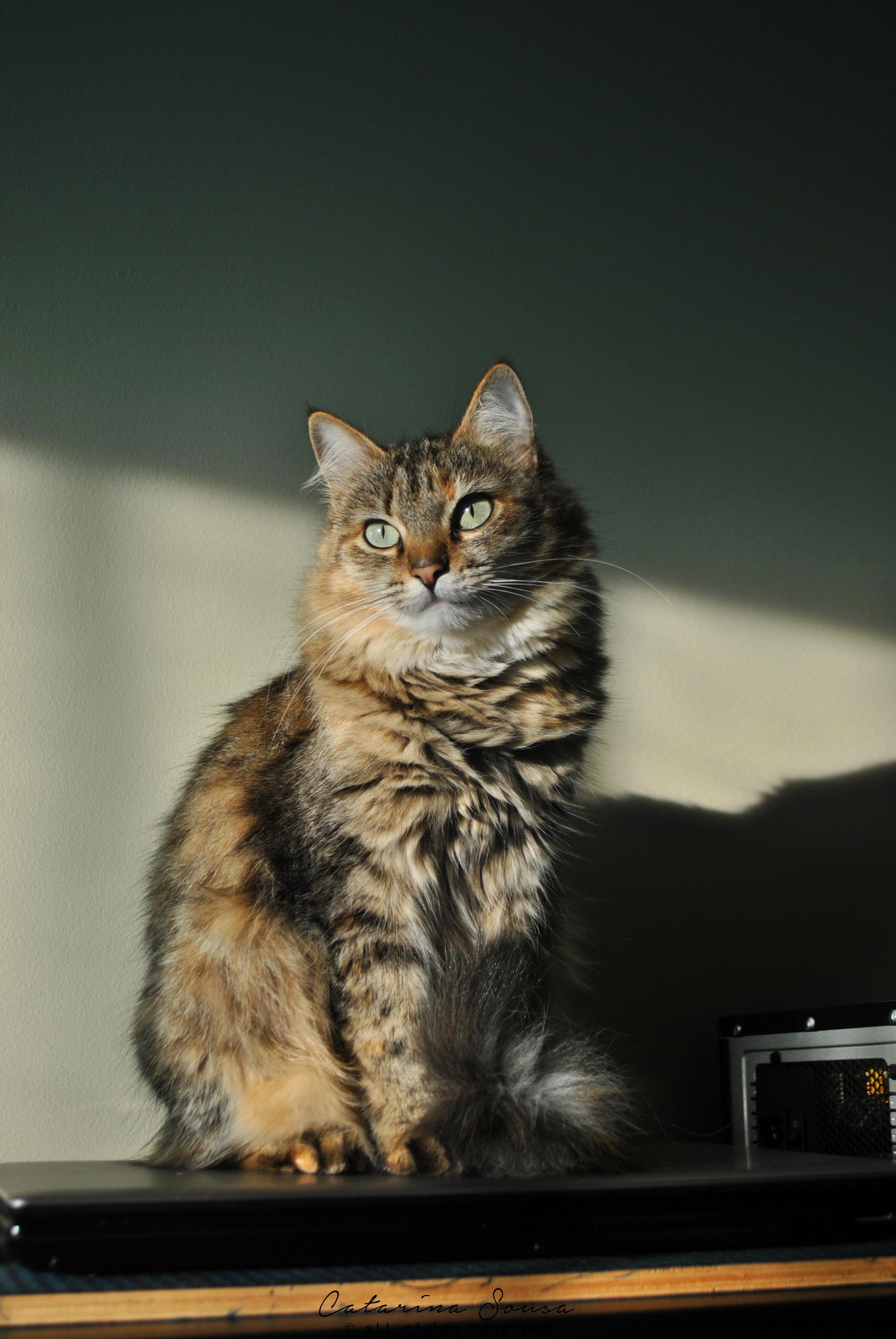 My Girl Nix