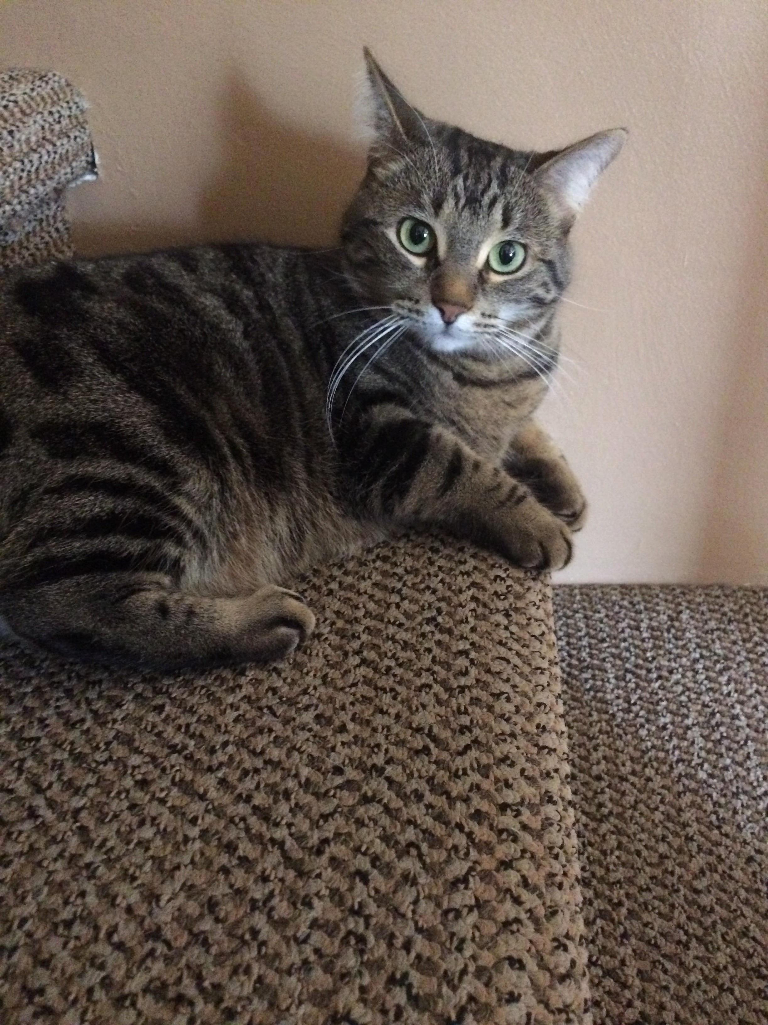 My Good Cat