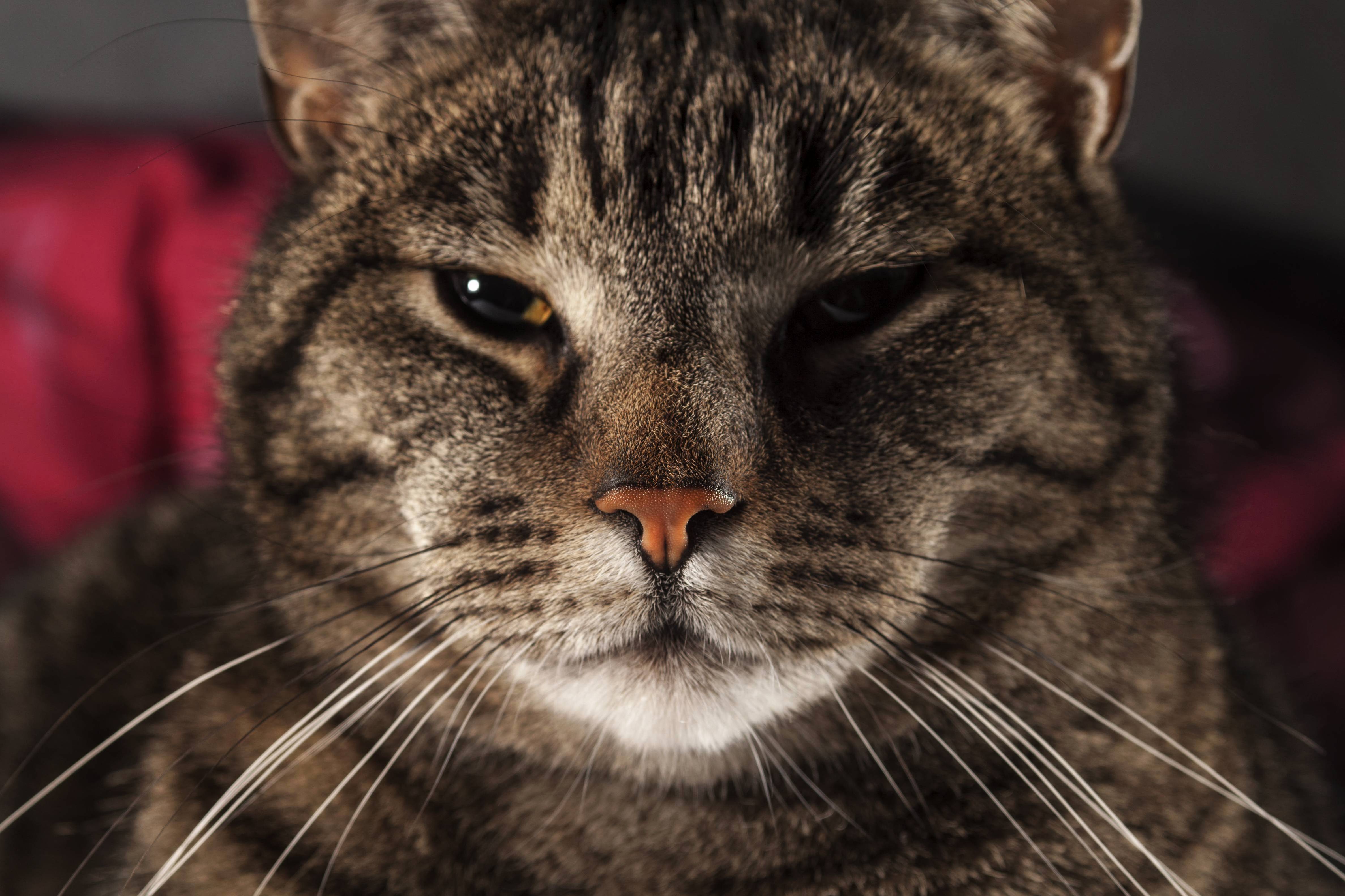 My Grumpy 9 Year Old