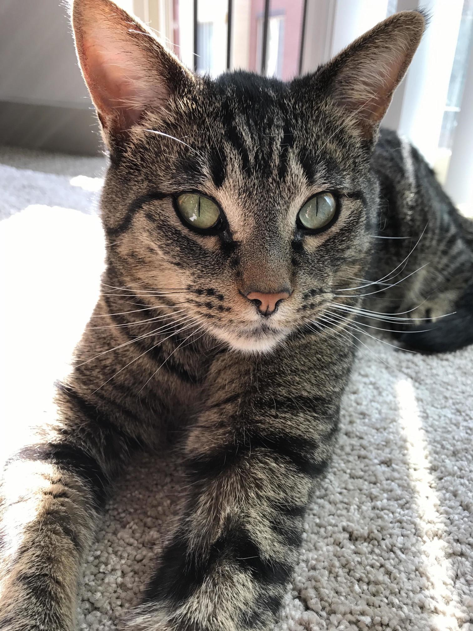 My Handsome Boy Enjoying a Rare Sunny Afternoon in the Pnw