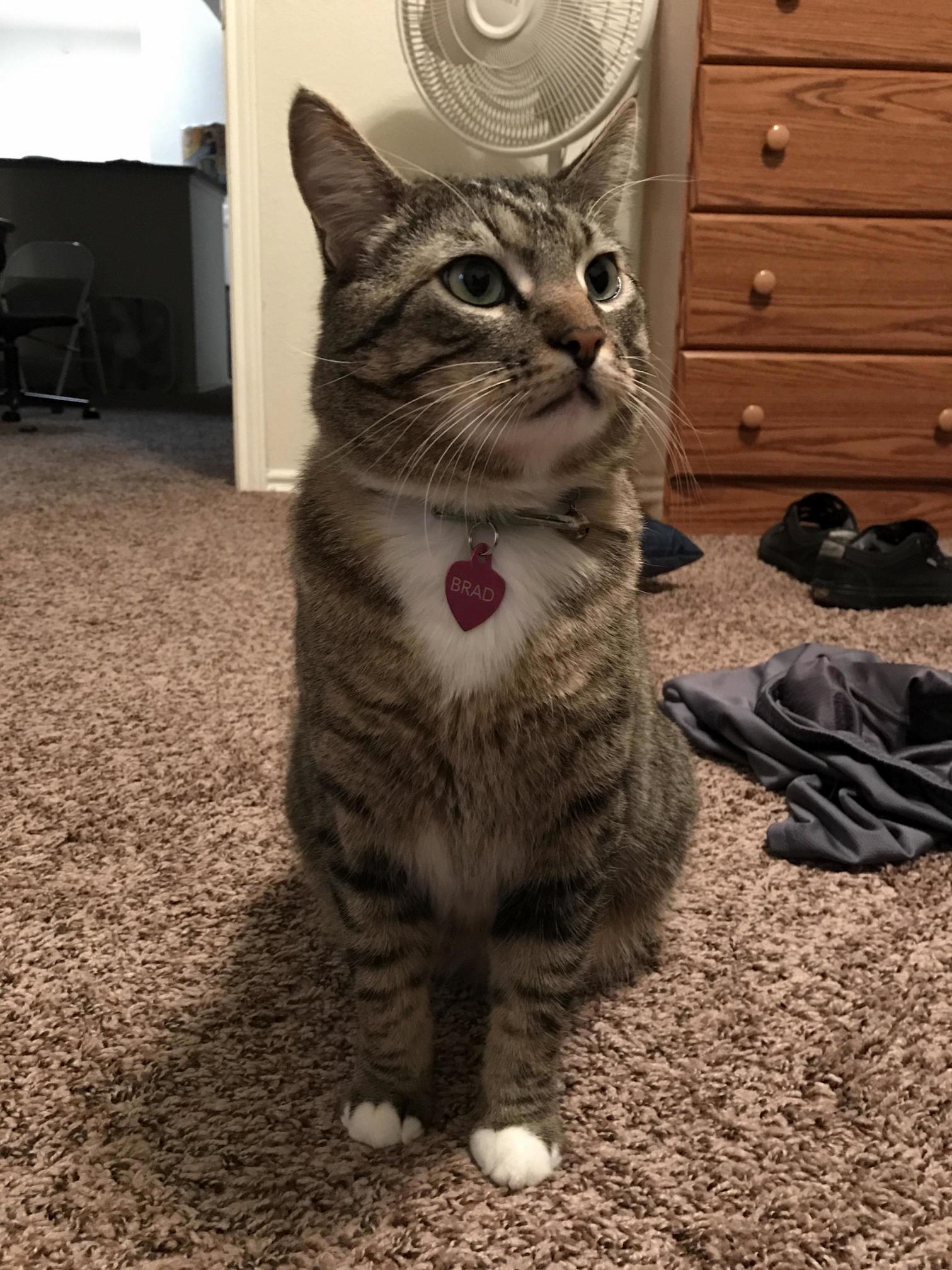 My Handsome Cat Brad He Enjoys Looking Out the Window Sleeping and Following Me Into Every Room.