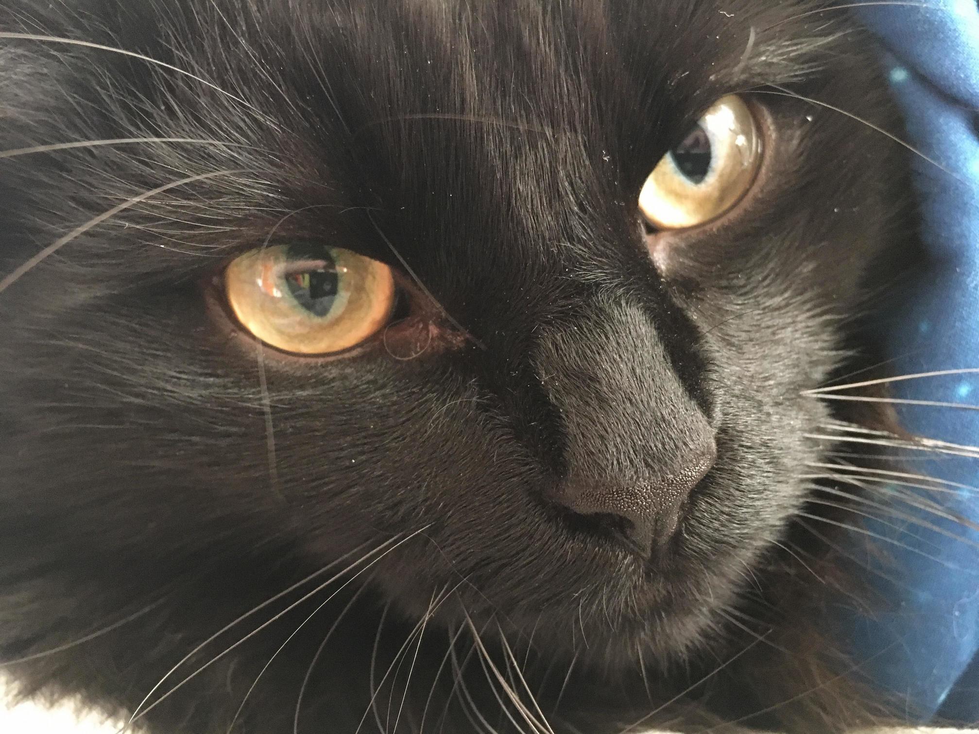 My Handsome Guinness