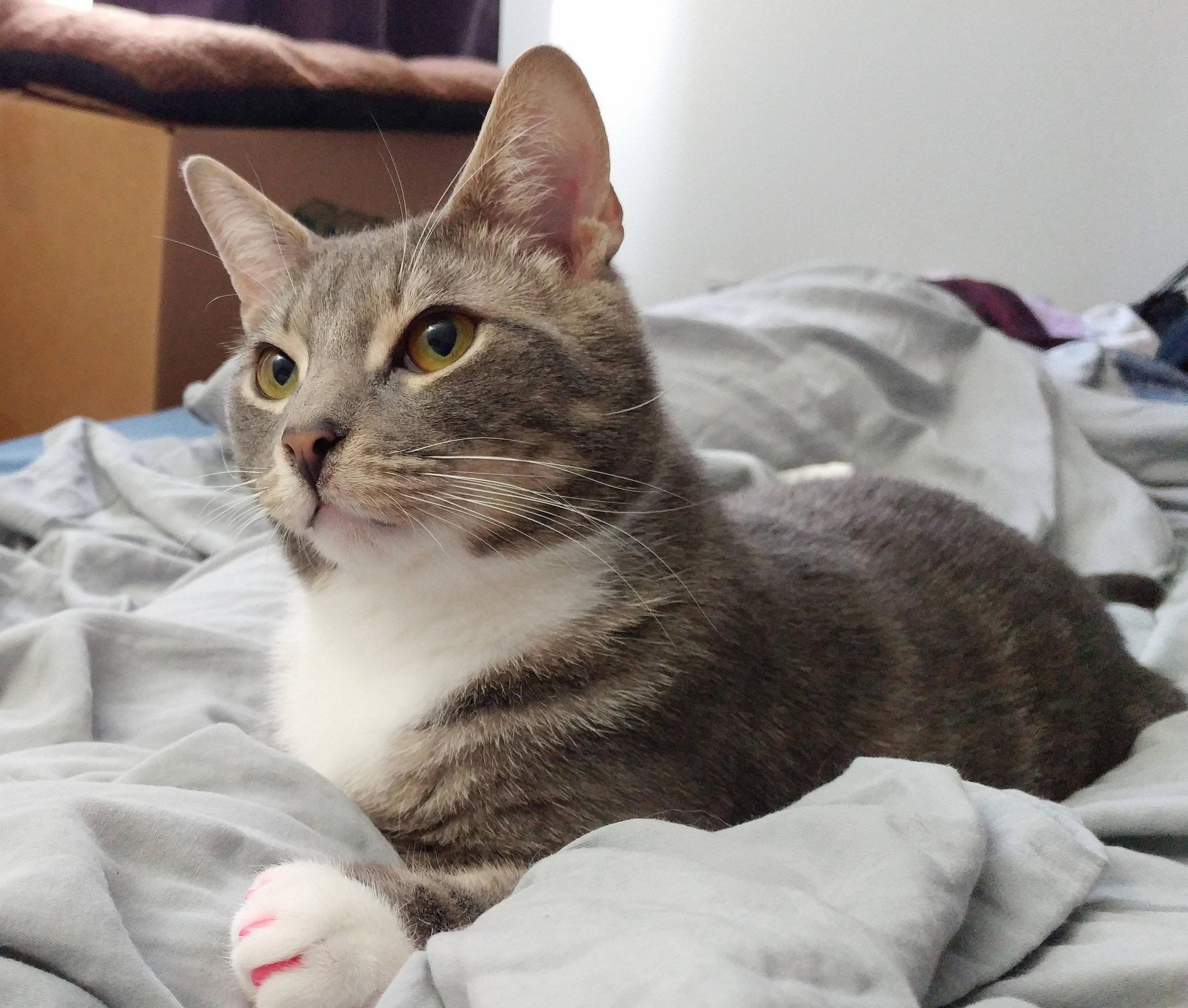 My Handsome Willis