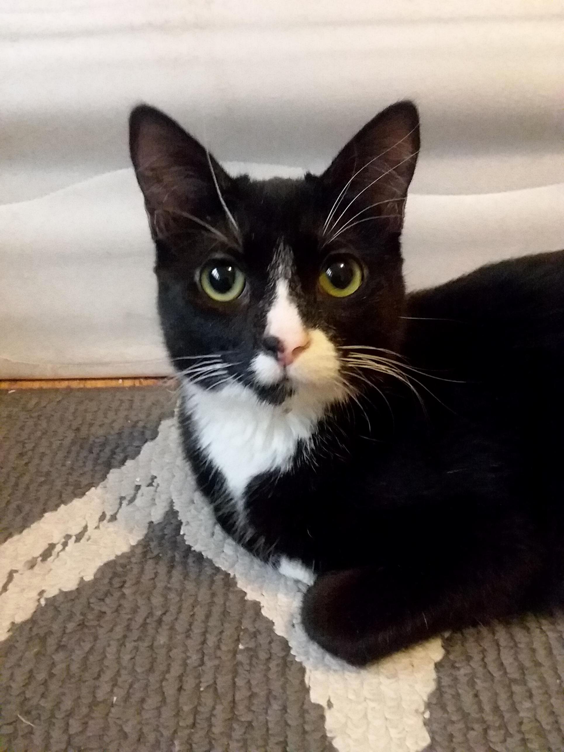 My Kitten Bojack. Hes Starting to Develop Little Horns at the Base of His Ears.