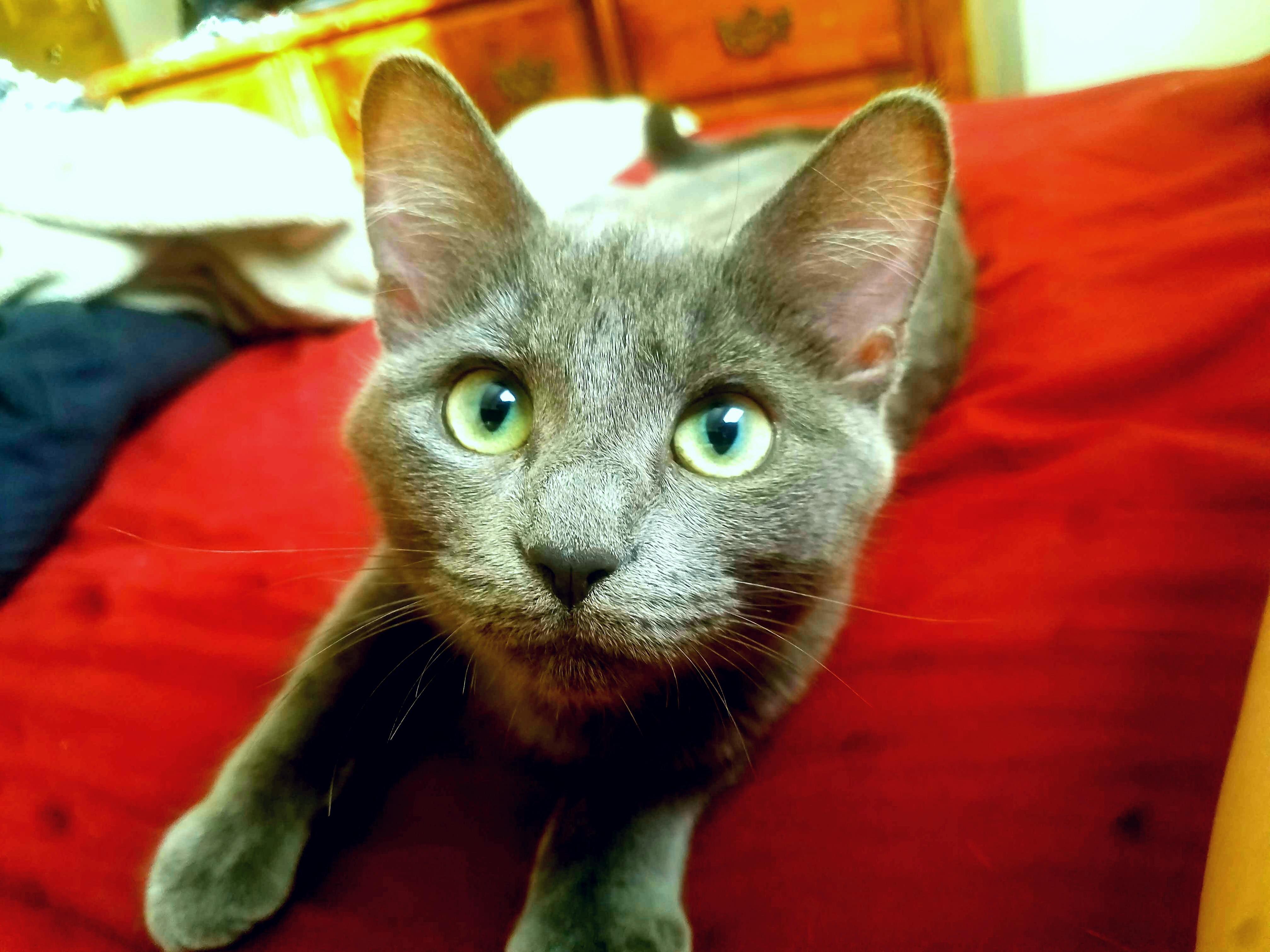 My Kitten Jynx