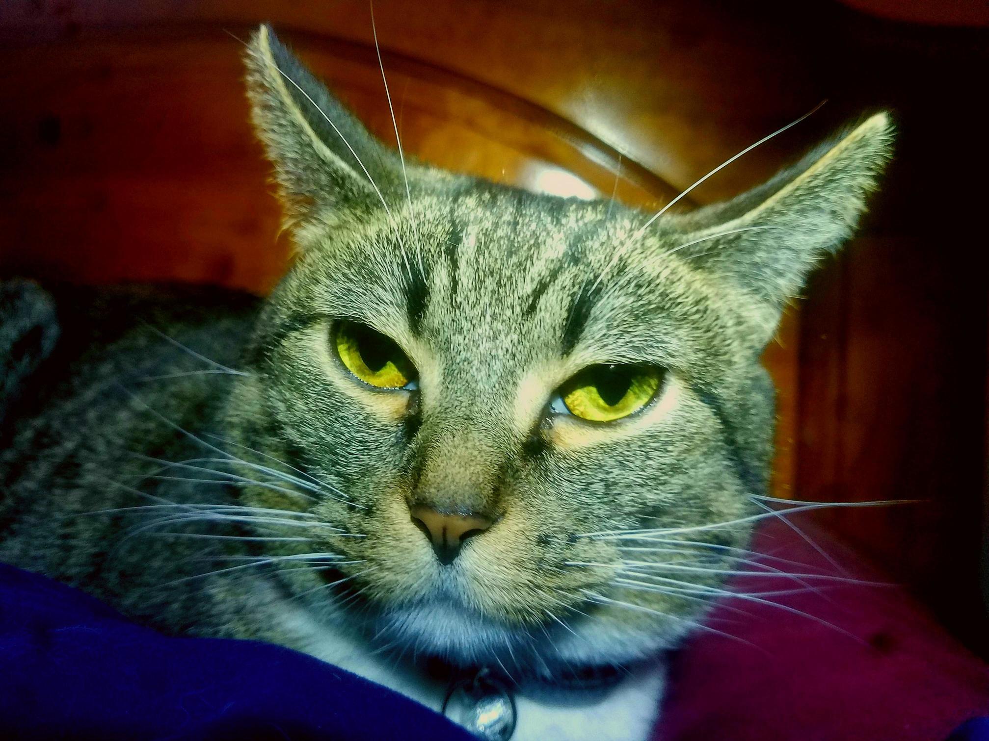 My Kitty