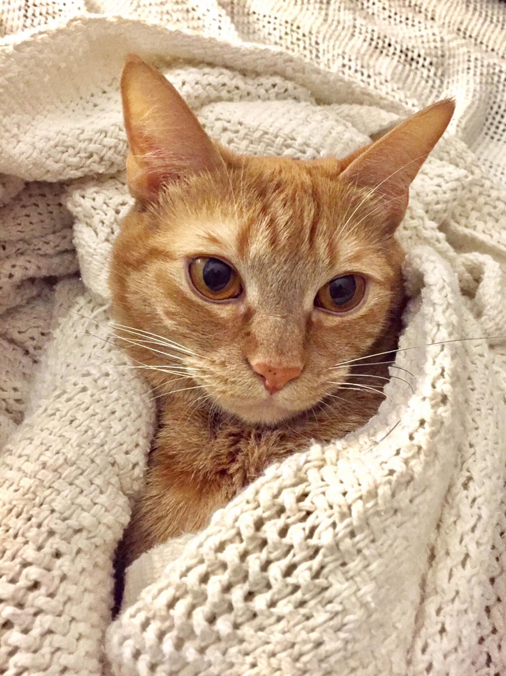 My Little Eevee