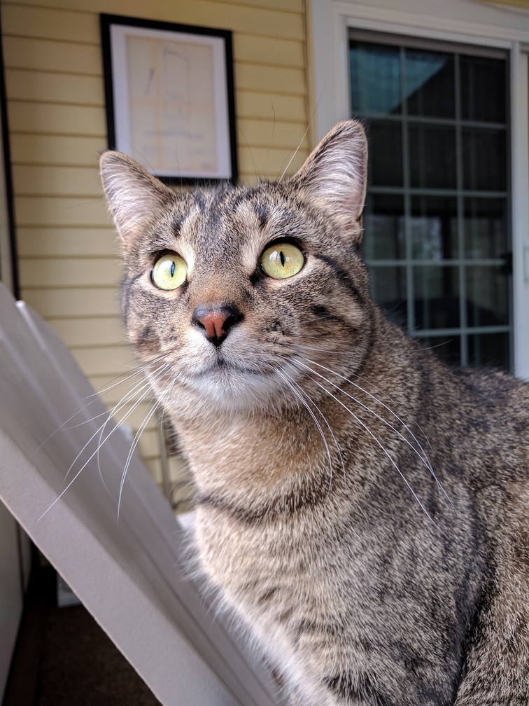 My Little Grey Tiger