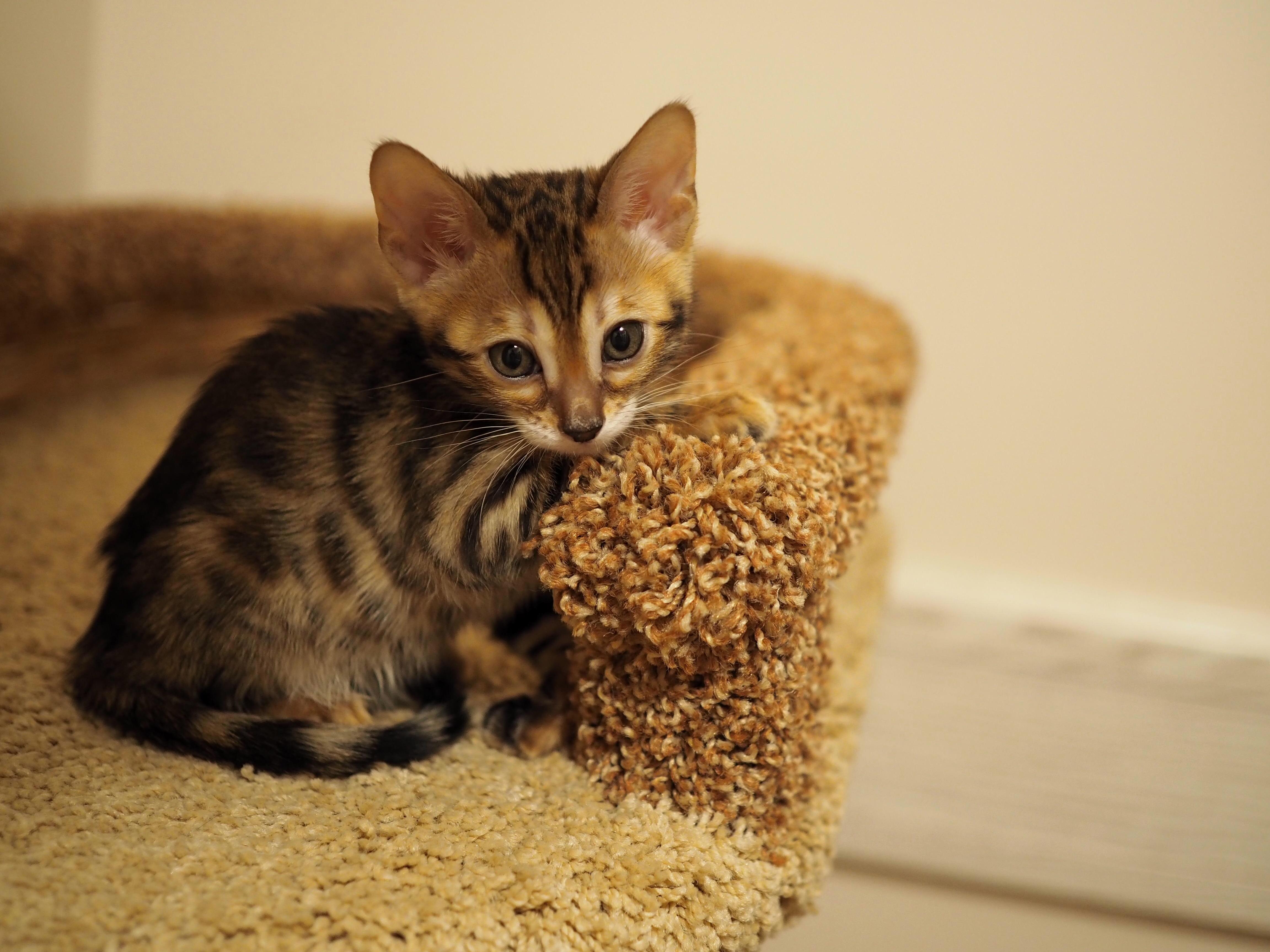 My Little Lovely Girl 3