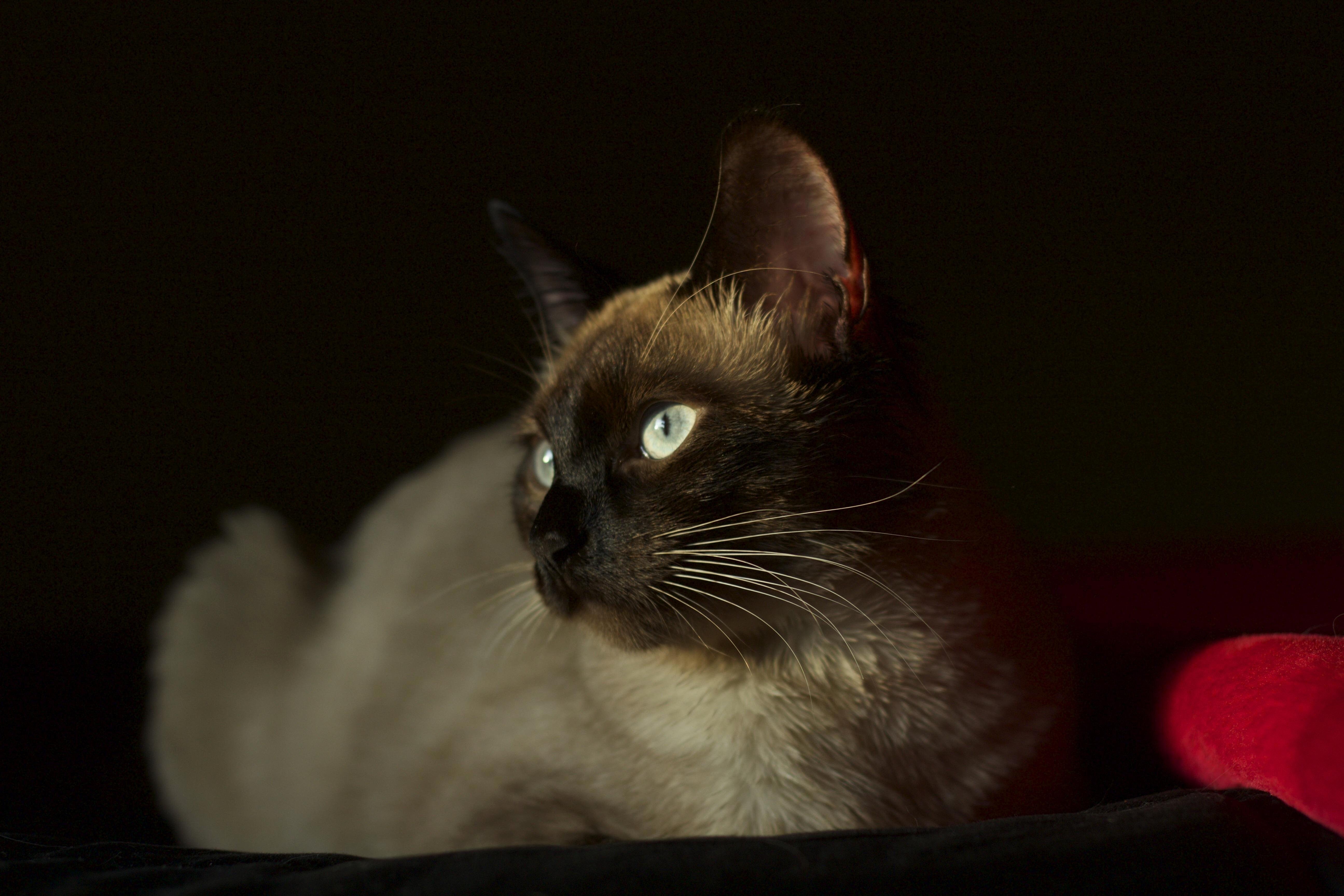 My Little Siamese Is Probably Scheming Up Something Nefarious.