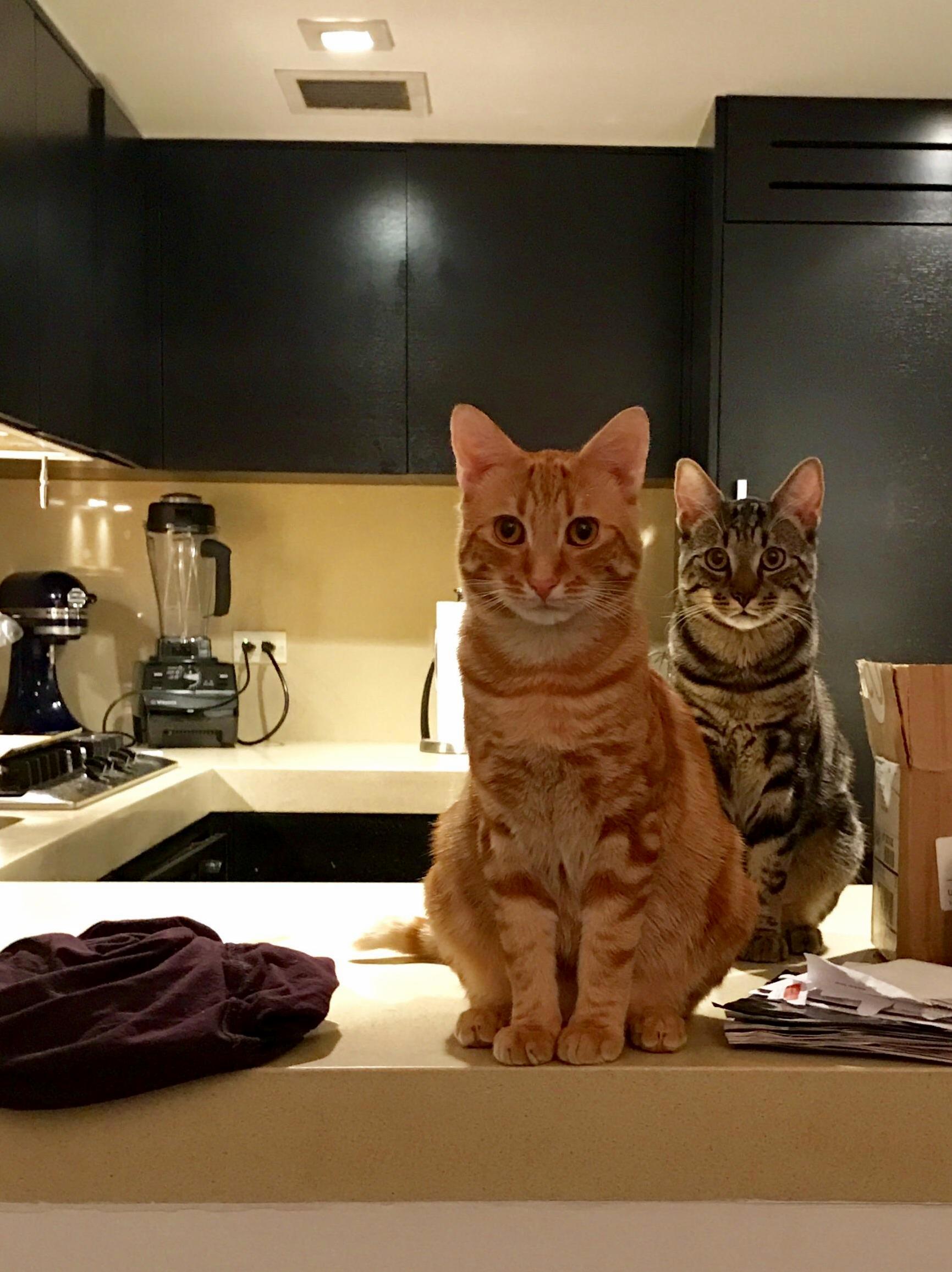 My Little Terrors