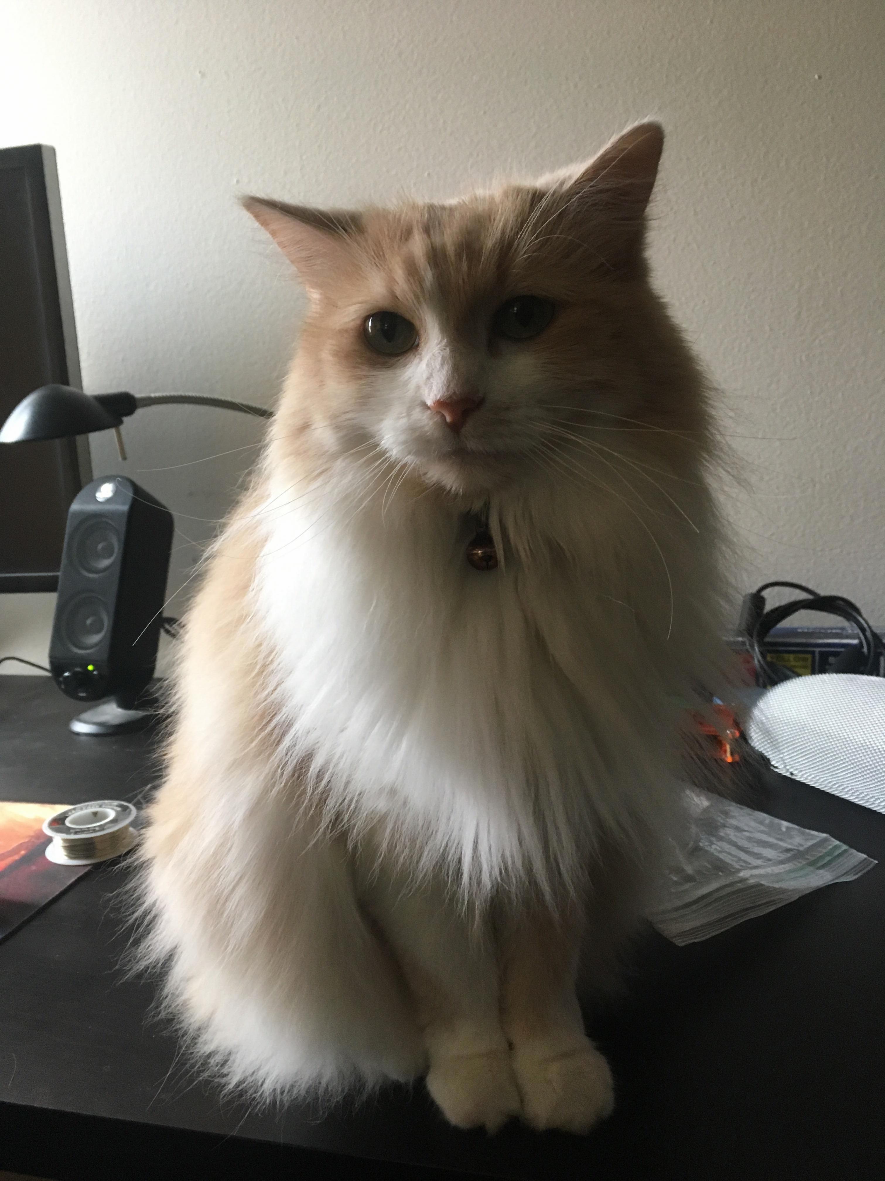 My Little
