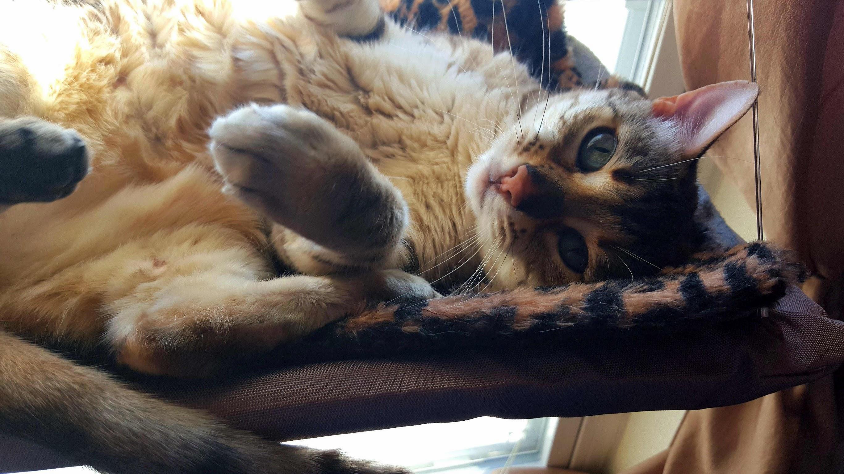 My Lyra Gone Much Too Soon. I Ll Love and Remember You Until the Day I Die Babycat.