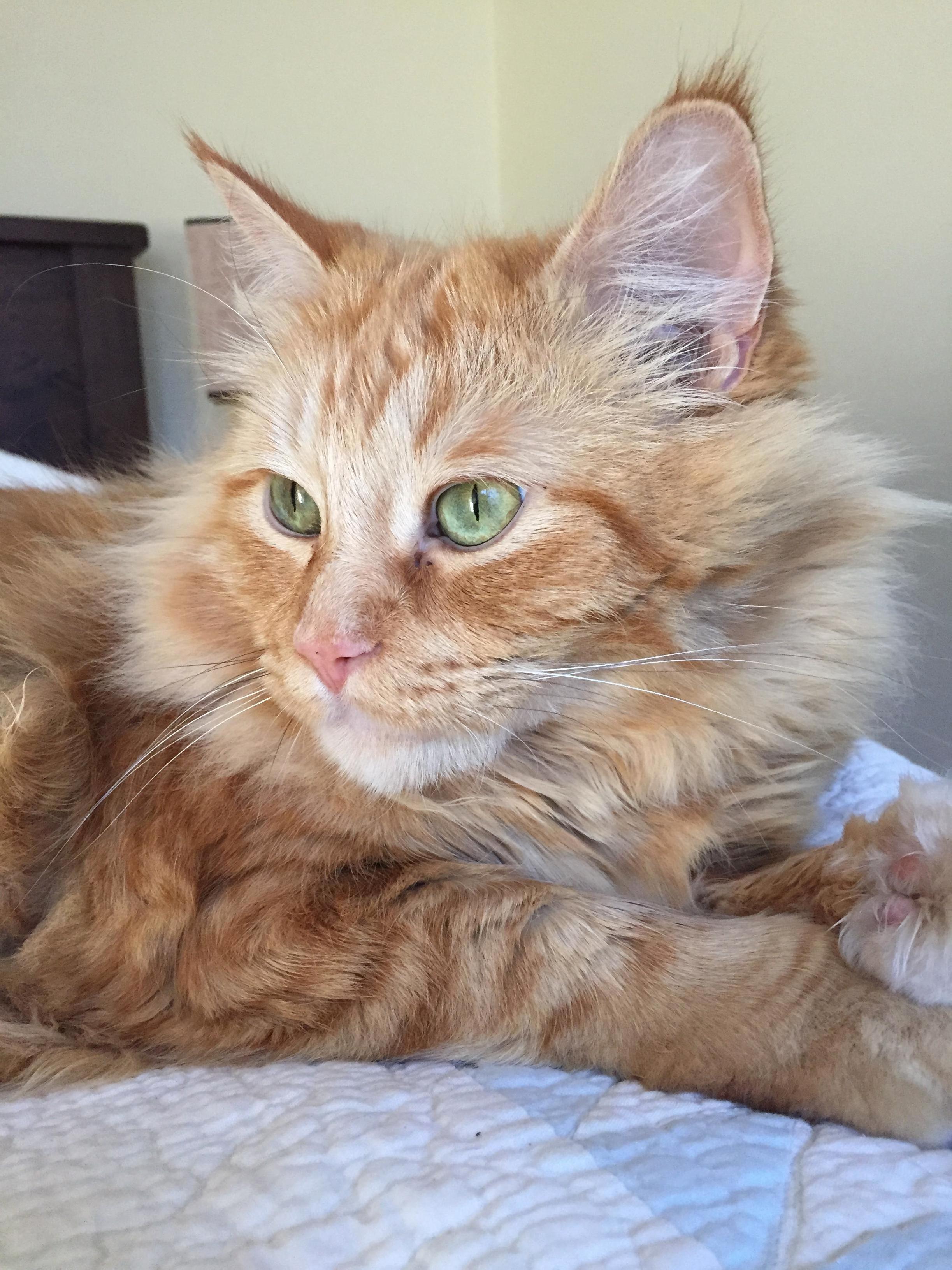 My Maine Coon Hunter