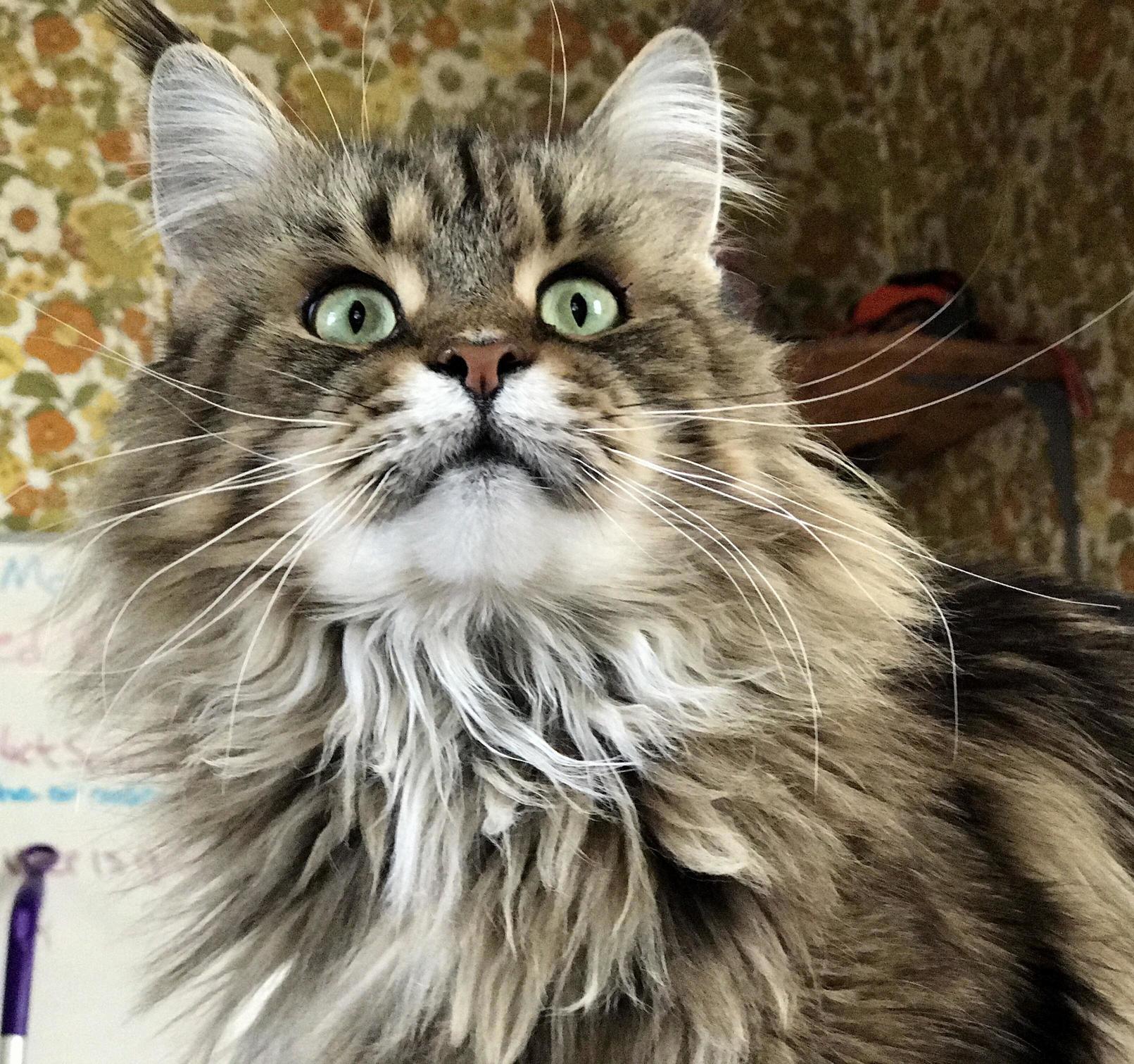 My Maine Coon Is a Babe.