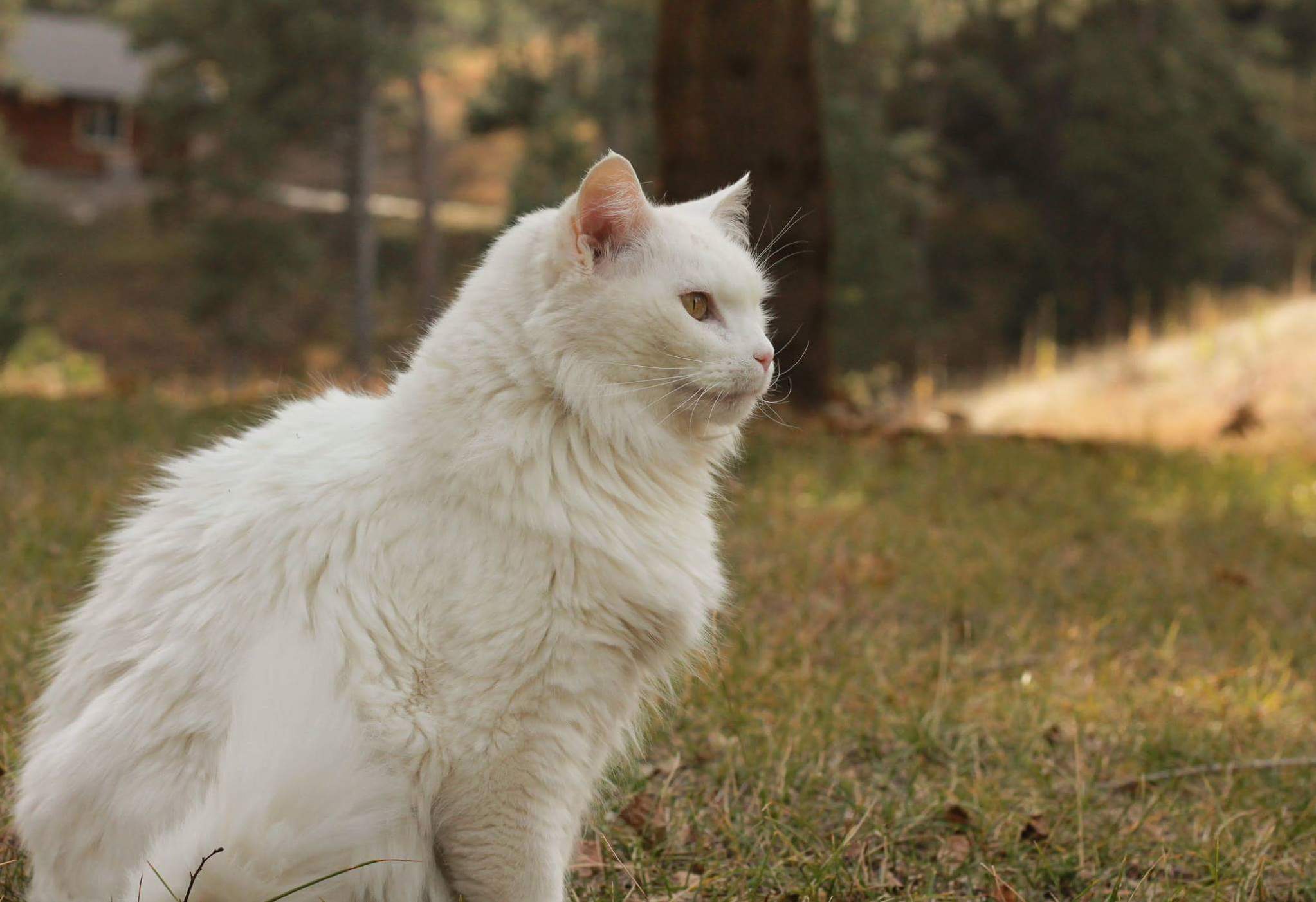 My Majestic 17 Year Old Floof.
