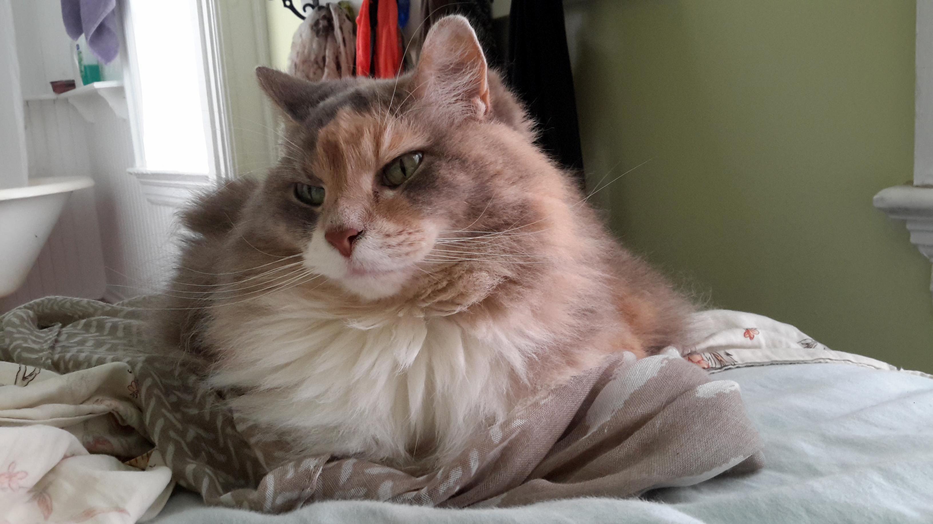 My Majestic Floofen Giving Me the Cold Shoulder.