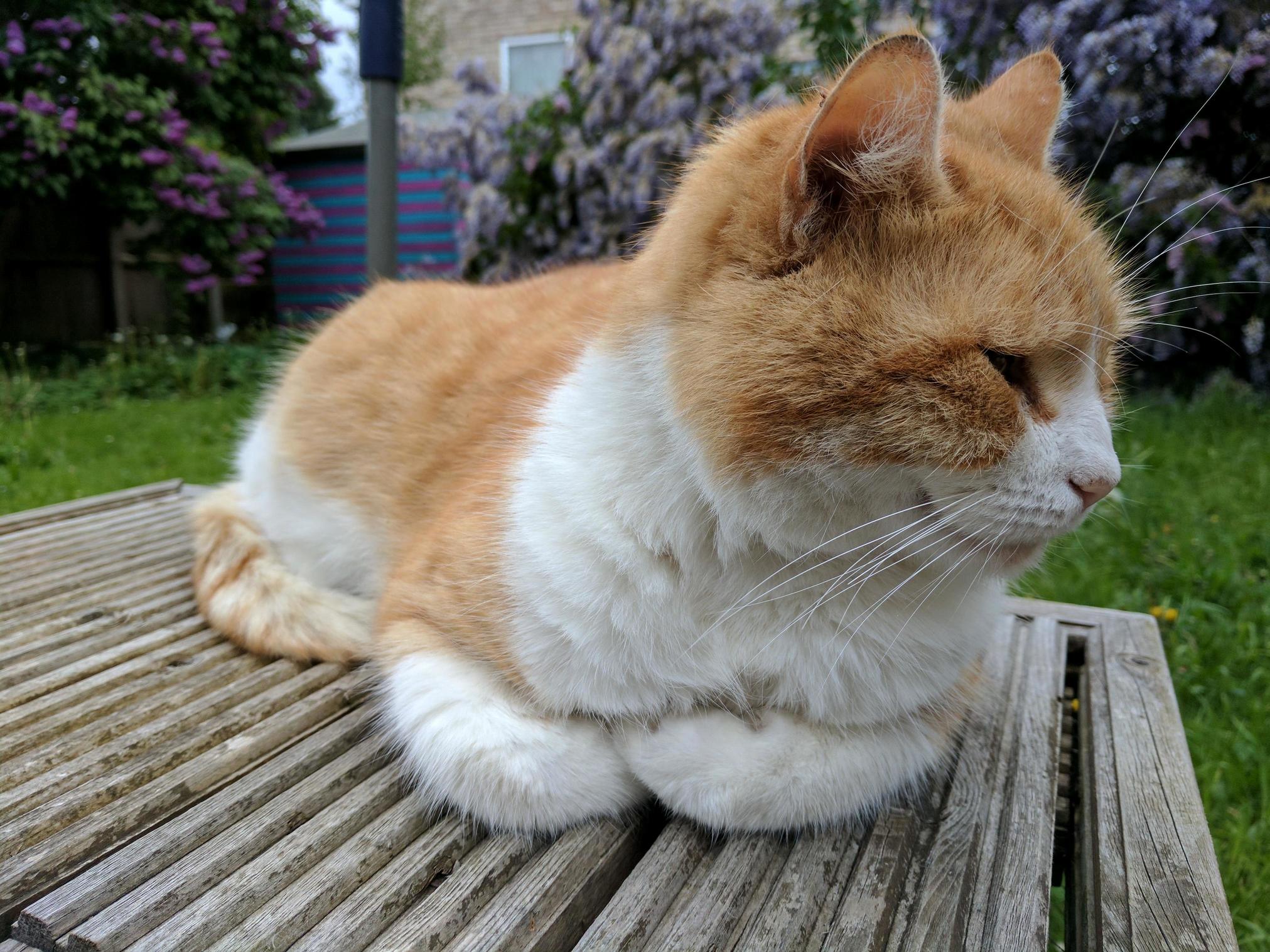 My Moody Old Boy Max Contemplating Life.