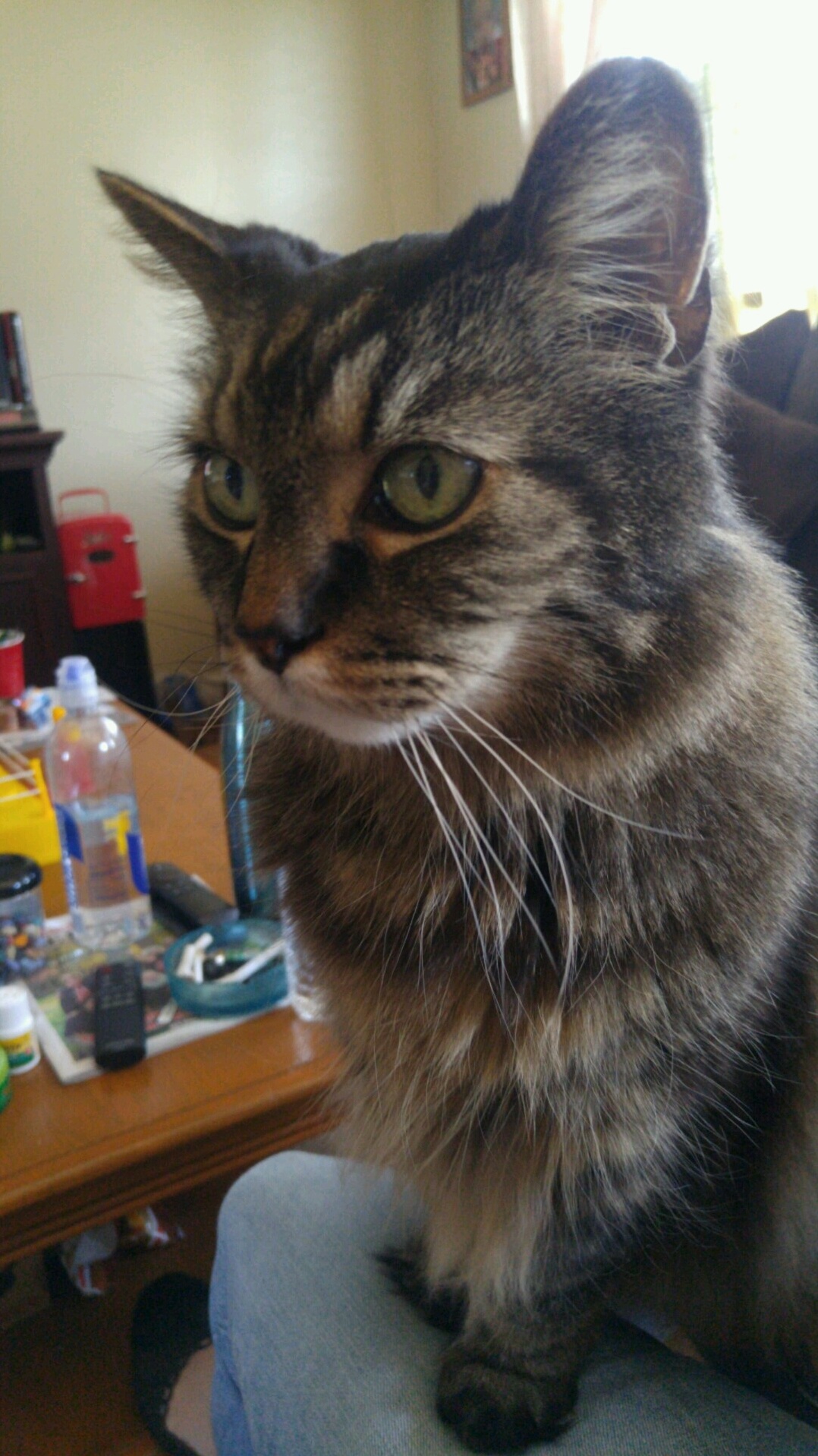 My Mother-in-laws Cat Freek.... Looking Good for 17.