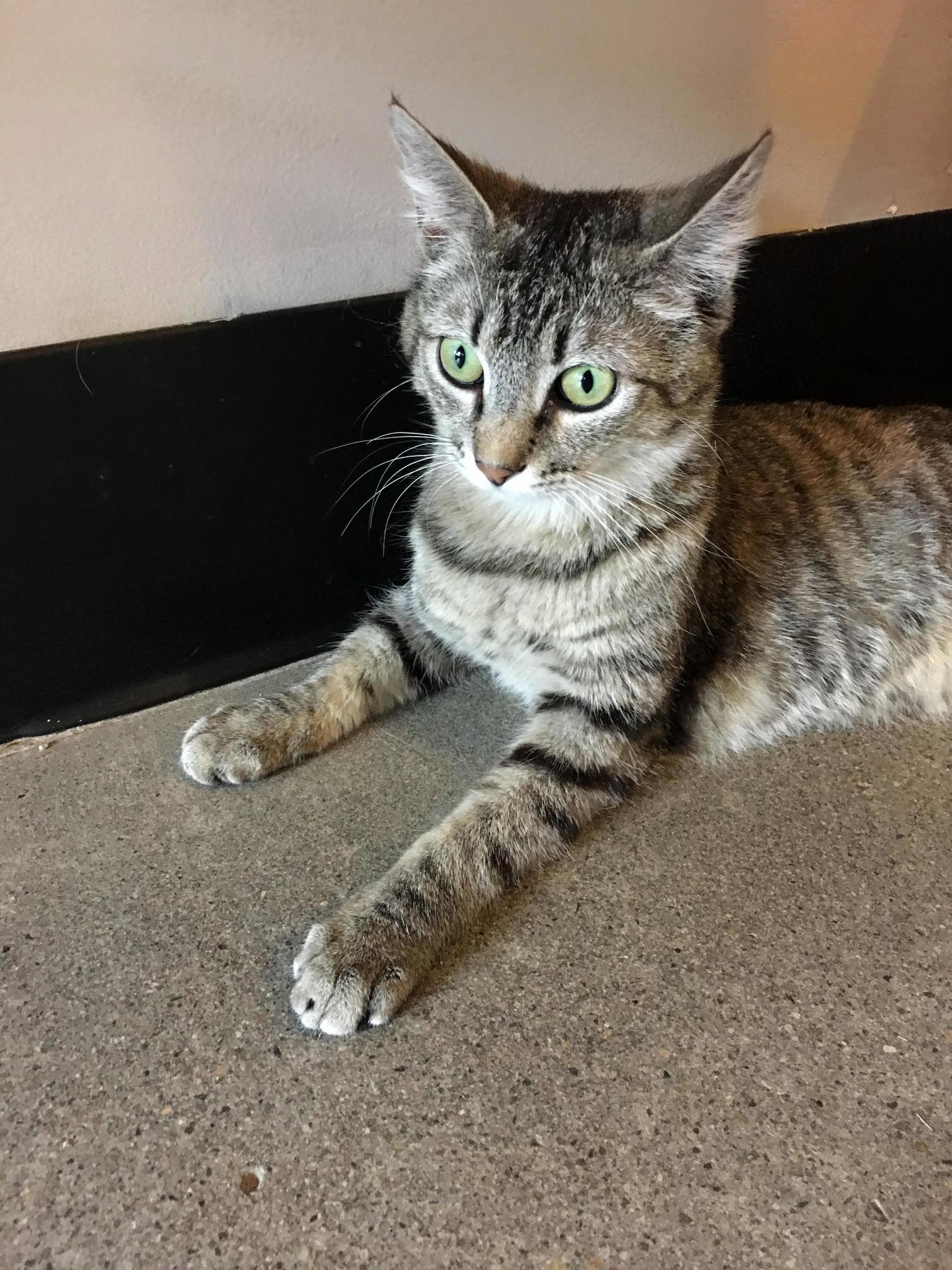My New Kitty. Any Ideas for His Name