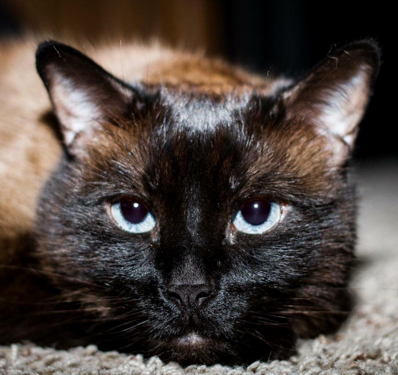 My Old Man Cat Rebel