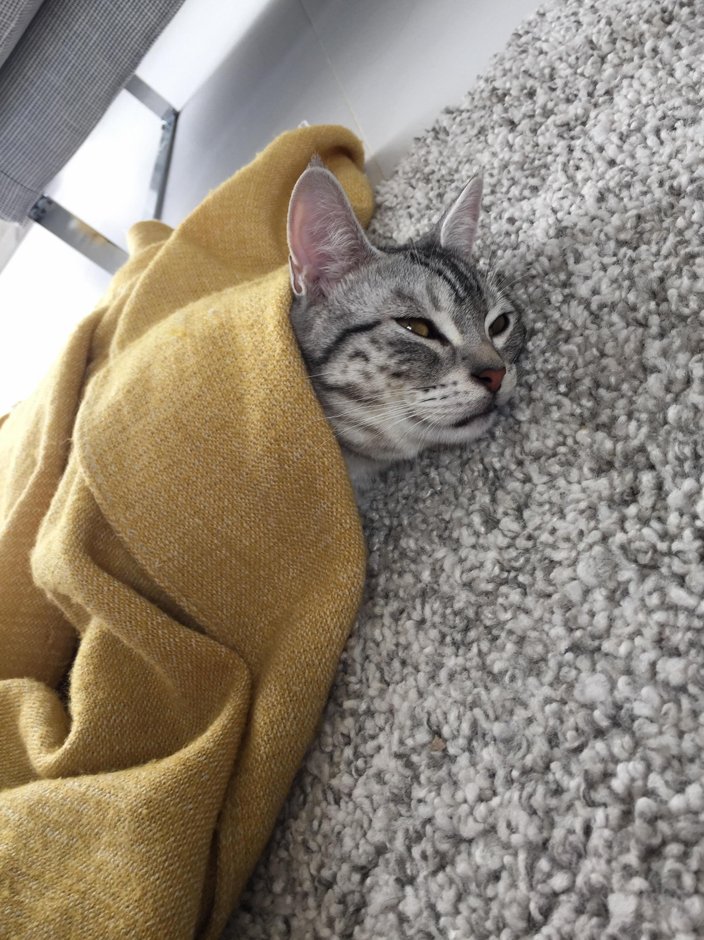 My Poor Baby Is Sick So Hes Cuddling Up with His Favourite Blanket