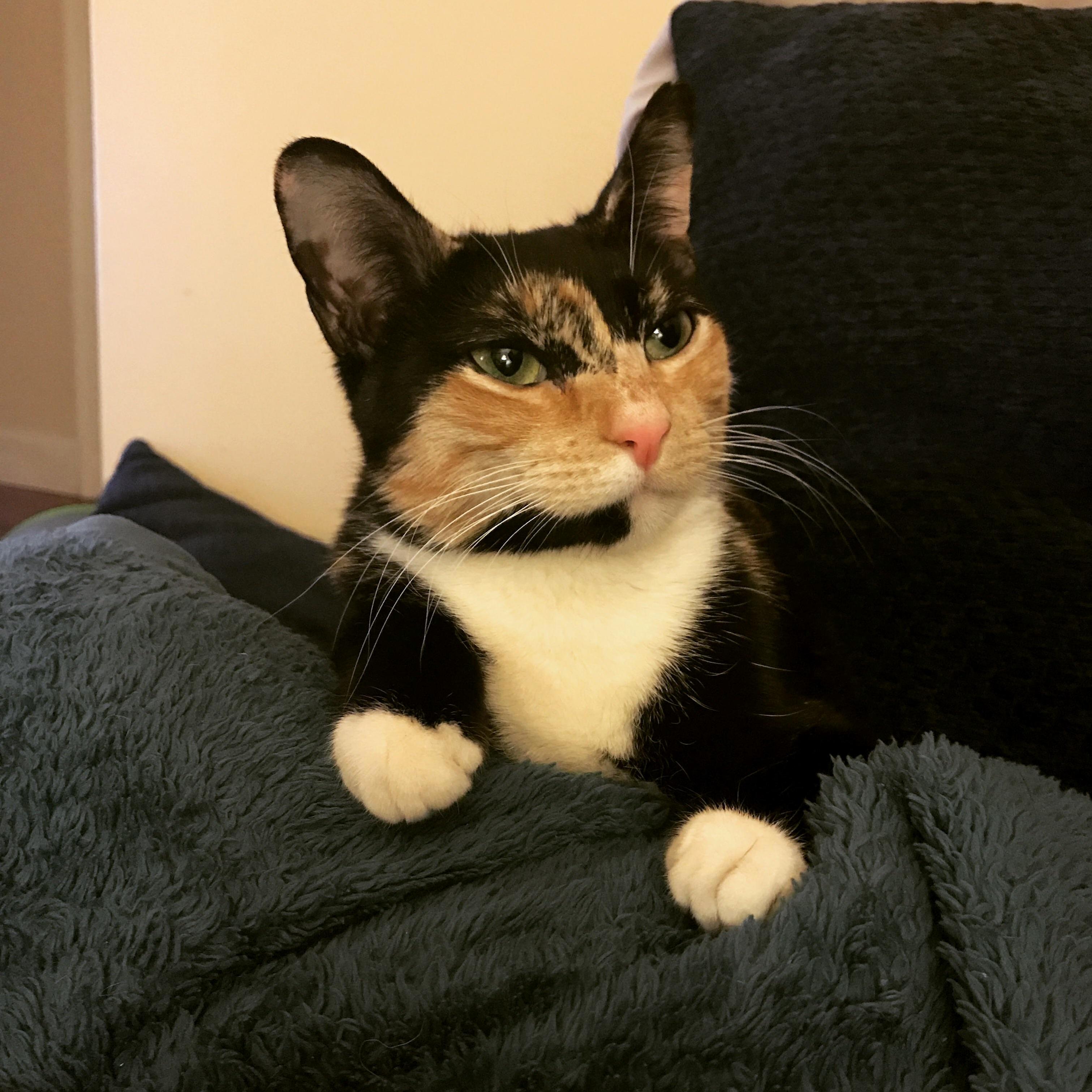 My Pretty Lady Penny. Hard to Believe She Was a Stray.
